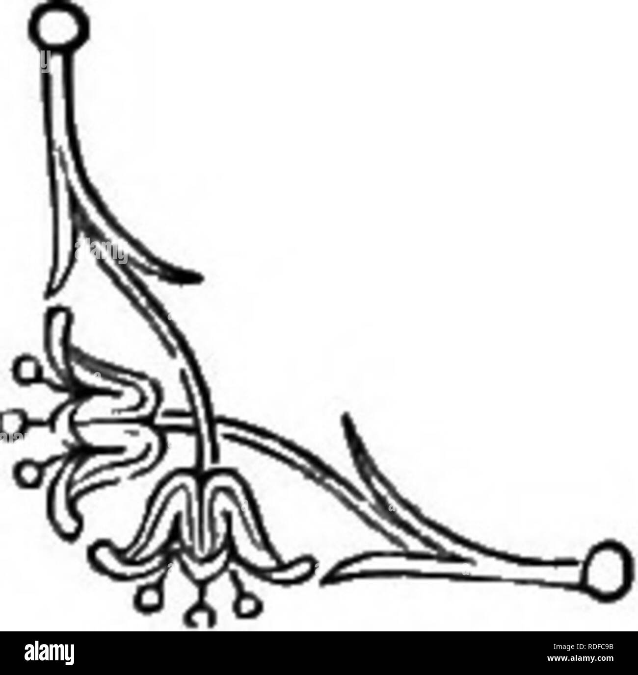 . Il linguaggio dei fiori: o, emblemi floreali di sentimenti, pensieri e sentimenti ... Lingua dei fiori. CINQUEFOIL. dotazioni. Sebbene maestoso e brillante in apparenza, la Cina Aster non pretende di rivaleggiare con le rose, ma segue dopo di lei quando il suo fascino sono fuggiti come se fosse console di noi per lei deplora l'assenza. CINQUEFOIL {Potentilla).-"Q-K-LOV-E.T&GT; figlia. Ci sono molte specie di Potentilla, così chiamato originariamente sul conto della sua presunta potenza in medicina. Essi tutti recare in comune il nome inglese " Cinquefoil", ma la nostra specie preferite, si potrebbe dire i nostri cho Foto Stock