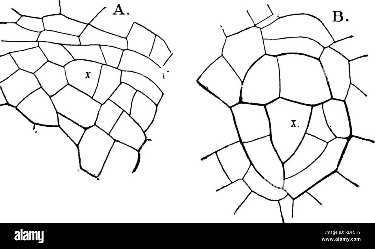 . La struttura e lo sviluppo di muschi e felci (Archegoniatae). Morfologia vegetale; muschi e felci. VII PTERIDOPHYTA-FILICINE^^ OPHIOGLOSSACE 253 visto, interamente non ramificato. Sezioni mostrano che qui, come nella maggior parte delle piante vascolari, il punto di crescita della radice non è all'apice, ma ad una certa distanza al di sotto e protetti dalla radice-cap. La crescita di radice in Ophioglossum può essere riconducibile a una singola cella apicale (Fig. 137), che è di grandi dimensioni e, come quella del gambo, approssimativamente piramidale in forma. Mentre i divi- tanze mostrano una maggiore regolarità rispetto al gambo, sono ancora molto meno Foto Stock