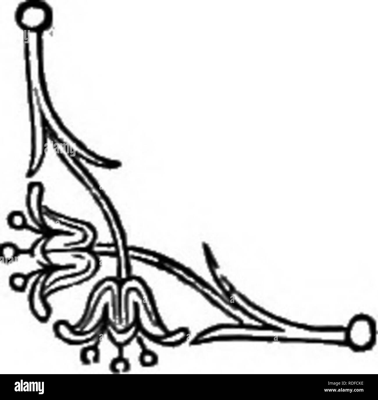 . Il linguaggio dei fiori: o, emblemi floreali di sentimenti, pensieri e sentimenti ... Lingua dei fiori. Gelso nero. i loro rispettivi genitori. Essi hanno trovato i mezzi per organizzare un incontro presso la tomba di Ninus. Tisbe in primo luogo è venuto al posto del rendezvous, dove vide un leone che aveva strappato un bue in pezzi poco prima, e fuggì allarmato, perdendo il suo volo il suo indumento, che l'animale selvatico sporche di sangue. Pyramus, trovando il suo capo coperto di sangue si suppone fosse stata uccisa, e nella sua frenesia distrutto se stesso sotto un gelso-tree. Tisbe si è avventurato per tornare, quando ha scoperto h Foto Stock