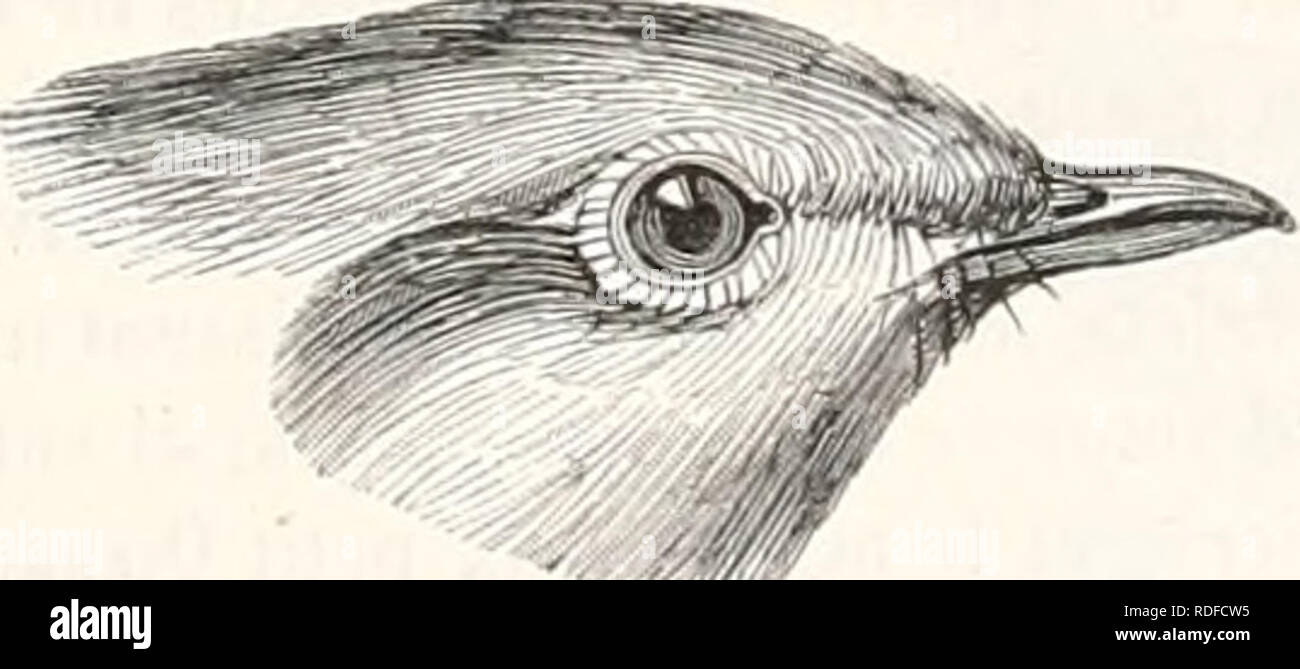 . EncyclopÃ©morire d'histoire Naturelle; ou, TraitÃ© complet de cette science d'aprÃ¨s les travaux des naturalistes les plus Ã©minents de tous les pays et de toutes les Ã©poques: Buffon, Daubenton, LacÃ©Pí¨de, G. Cuvier, F. Cuvier, Geoffroy Saint-Hilaire, Latreille, De Jussieu, Brongniart, ecc ecc Storia naturale. Fig. 57. Â Argye bridÃ©e. 15â ¢ GENERE. Â ROUGE-Gorge. RUBECULA. (Rremh, 1828.) CARACTÃRES GÃNÃRIQUES. Bec mÃ©diocre, moins lungo que la tÃªle, tÃ©ã§iÃ¨remenl courbÃ© de la base, qui est ã§iarnie de quelques poils, h ta pointe, qui est faiblement Ã©cliancrÃ©c. Narines basales, latÃ©rales Foto Stock