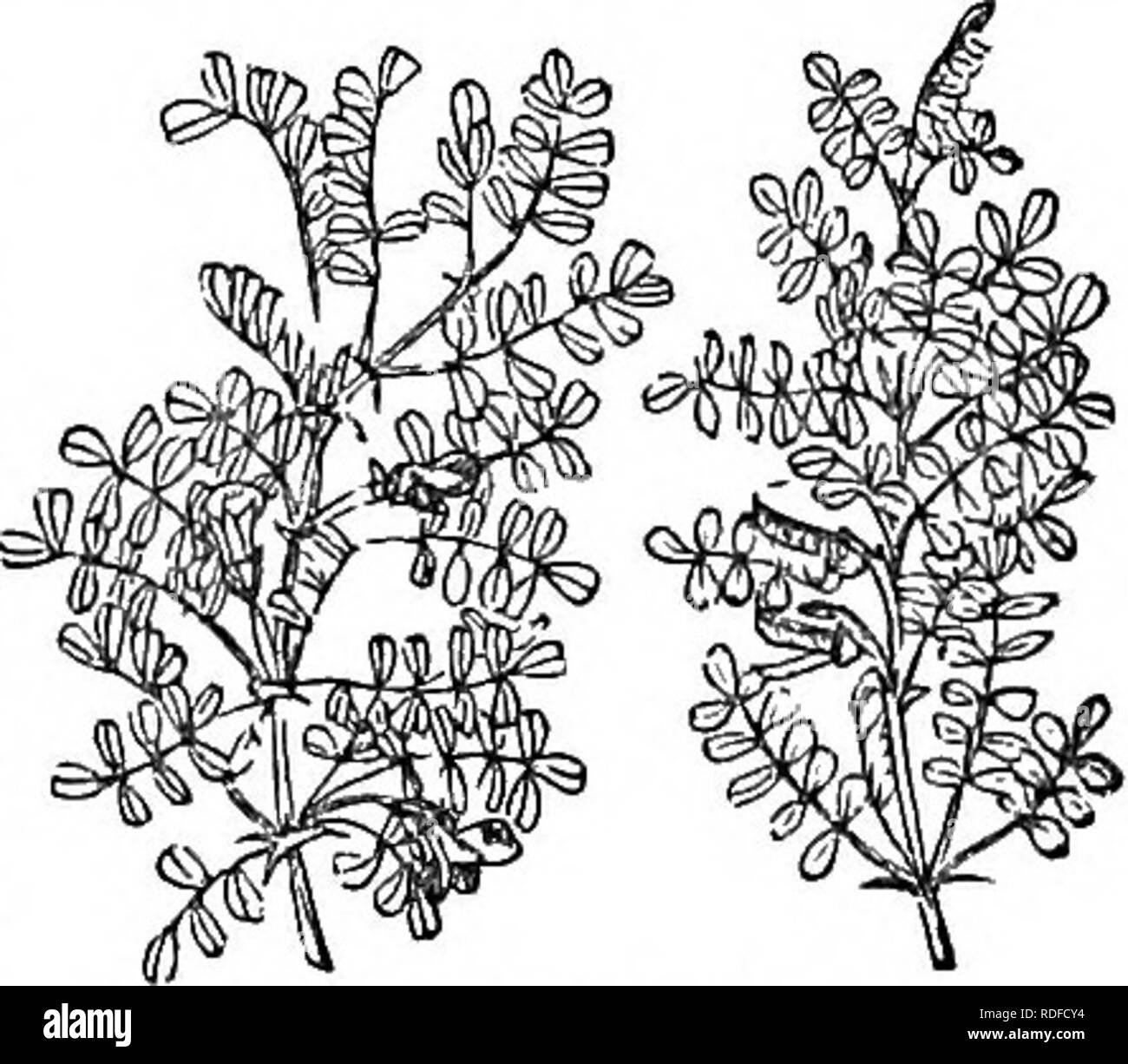 . Alberi e arbusti : un abridgment dell'Arboretum et fruticetum britannicum : contenente la hardy alberi e schrubs della Gran Bretagna, native e straniere, scientificamente e popolarmente descritto : con la loro propagazione, della cultura e degli usi e delle incisioni di quasi tutte le specie. Alberi e arbusti; le foreste e la silvicoltura. 38J C arboi^sceiu. Varietà. 3f c. a. 2 inermis Hort. ha i rami senza spine. Impianti in gli Horti- culturale della società giardino. Pallas ci informa che sulle rive dei fiumi cresce all'altezza di 18 m o più ; ma in luoghi aridi è solo un piccolo arbusto ; in quest'ultimo sta Foto Stock