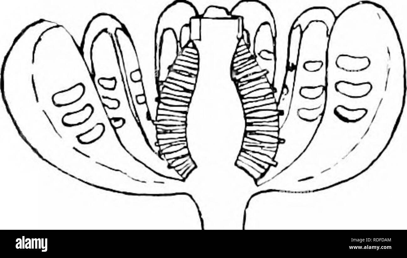 . Piante fossili : per gli studenti di botanica e geologia . Paleobotanica. 468 BBNNETTITALBS [CH. simili a quelli di Williamsonia: questa parte è di 6 mm di diametro e 1 cm. lungo. Un whorl di separare cuneate microsporophylls forma un anello hypogynous al di sotto del basale scale interseminal: ogni sporophyll è attaccato da una stretta base (fig. 570) e porta 5â6 renifomi synangia contenente microspore. Il fiore è così il bisessuale: essa non offre alcuna prova conclusiva del verificarsi di alcuna copertura delle brattee simili a quelli della maggior parte dei fiori Bennettitalean. In giovani esemplari di microsporophylls sono strettamente impaccate. Foto Stock