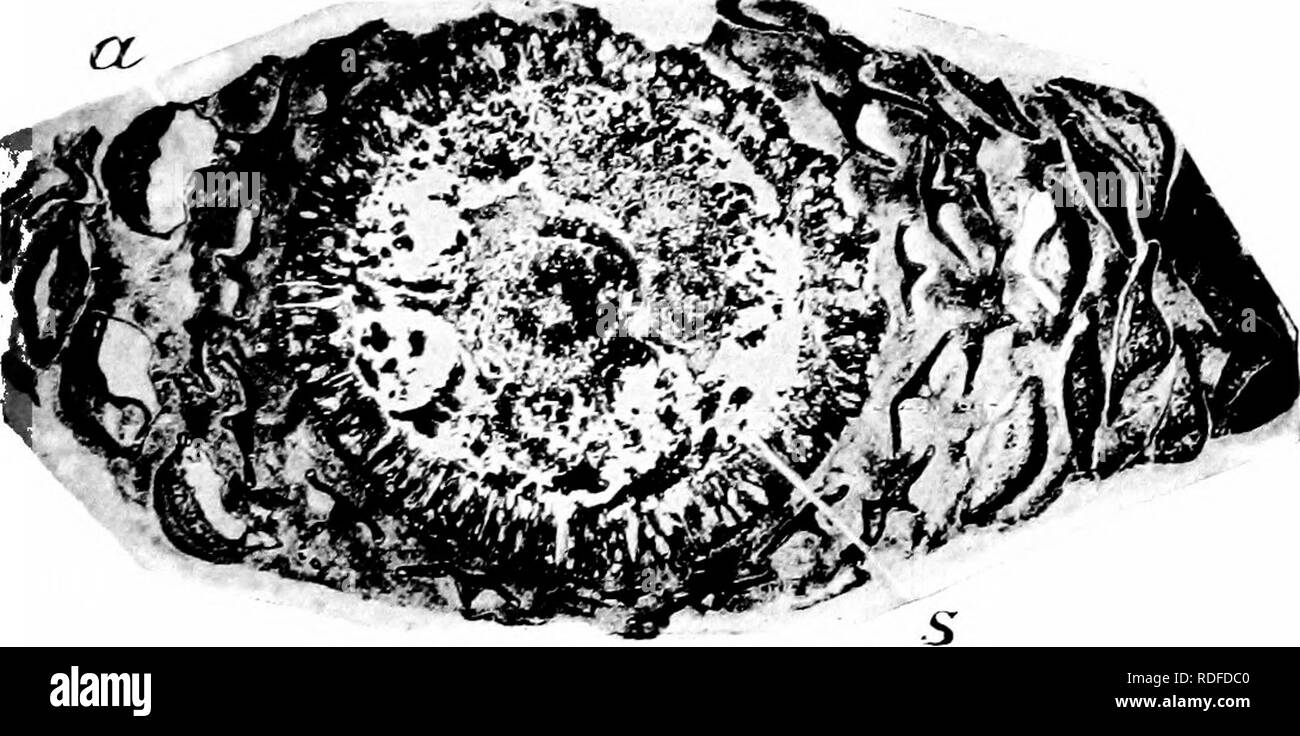 . Piante fossili : per gli studenti di botanica e geologia . Paleobotanica. xxxvn] WTT.T.TAMSmjTA 451 di Cycadeoidea. Il strobilus fu probabilmente portato in corrispondenza dell'apice di un ramo laterale dato fuori da uno stelo coperto con picciolo persistente-basi: non vi è alcuna prova che questo è stato il caso, ma l'aspetto del cono ovoidale suggerisce il confronto con quelle di Williamsonia gigas che erano sul terminale abbastanza lunghi rami e non parzialmente nascosta tra le basi delle fronde come in Cyca- deoidea. È tuttavia possibile che il cono di Williamsonia scotica è una struttura laterale: questo suggerimento è basata o Foto Stock