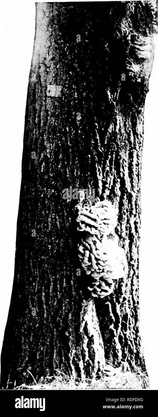 . Manuale delle malattie ad albero . Alberi. Malattie di quercia 249 quicldy crescere di dimensioni e forma un certo numero di singoli o strettamente al di sopra di ripiani di lappatura, da uno a parecchi pollici di larghezza (Fig. 49). La superficie superiore del sheh'es è luminoso giallo-arancio contrassegnato con zone più rosse, mentre le superfici di sotto sono zolfo-giallo e ap- pera a nido d'ape. La sostanza di questo frutto maturo-corpo è dura ma molto acquosa. Insetti rapidamente invadono e attraverso il loro lavoro e degrado causato da batteri e possibilmente altri funghi, la fruttificazione-corpo è rapidamente de- stroyed. Ciò che rimane di essa presto si asciuga e diventa bianco e b Foto Stock