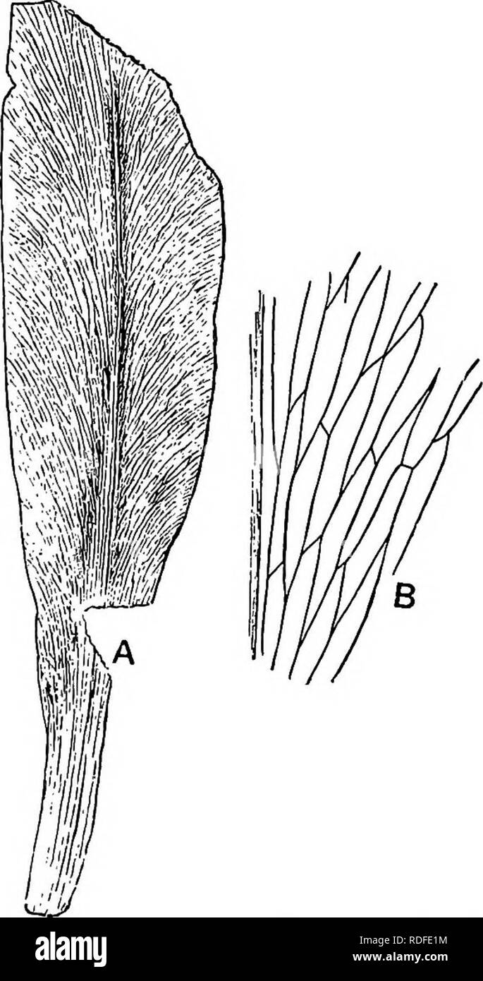 . Piante fossili : per gli studenti di botanica e geologia . Paleobotanica. XXVIl] GLOSSOPTERIS 499 Glossopteris Browniana, Brongniart^ Figg. 334-36. Il nome specifico Browniana è ora applicato a obtusely foglie appuntito che a volte raggiungono una lunghezza di 15 cm., ma sono di solito piuttosto breve. In forma e la venatura assomigliano molto attentamente le foglie del recente Antrophyum genere e specie di Acrostichum. La relativamente ampia può controfiletto. Fig. 334. Glossopteris Browniana, Brongn. A. Nat. dimensione : Bx,^. essere sostituito nella sua porzione prossimale da diverse vene parallele: da esso vengono emesse numerose laterali di Foto Stock