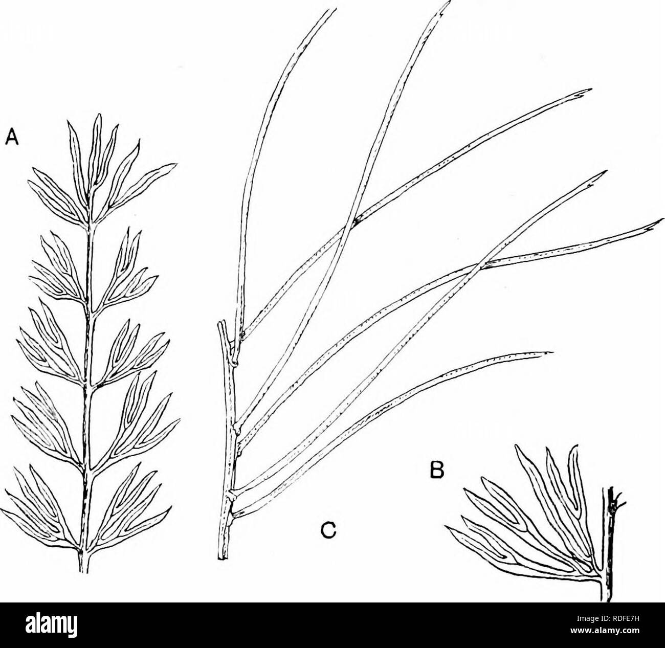 . Piante fossili : per gli studenti di botanica e geologia . Paleobotanica. 14 CYCADALES [CH. specie Cycadites Saportae ed è degno di nota che stretti lembi con un fortemente revolute lamina produrrebbe getta con due nervature parallele (le scanalature tra il controfiletto e il bordo della lamina) simulando il controfiletto doppia del genere fossile Pseudocycas. In alcune fronde, ad es. C. Cairnsiana, il controfiletto è difficilmente visibile sulla faccia superiore di una pinna essiccata che mostra un raggrinzimento longitudinale parallelo di simulazione venatura.. Fig. 385. A'B,MicholitzU Cycas. (Dopo Thiselton-Dyer.) C, Zamia angustifolia. Foto Stock
