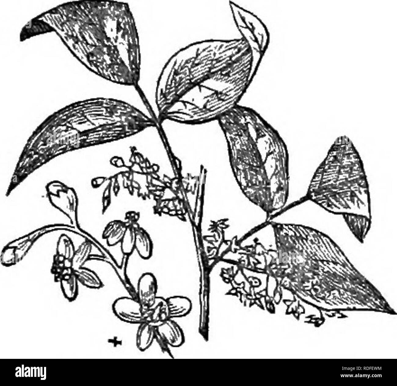 . Alberi e arbusti : un abridgment dell'Arboretum et fruticetum britannicum : contenente la hardy alberi e schrubs della Gran Bretagna, native e straniere, scientificamente e popolarmente descritto : con la loro propagazione, della cultura e degli usi e delle incisioni di quasi tutte le specie. Alberi e arbusti; le foreste e la silvicoltura. XXIV. ANACATlDIA^CEiE : BHU's. 191 3 ft. a 4 ft. con vari steli verticali, formando una piccola bussola, dal fondo della quale procedere man y prostrati guide. ^±R.T.2 radicans Tor. &Amp; grigio. R. T. un vulgare Michx.; iJ. T. /3 ra- dicans Tot: (Bot. Mag. t. 1806. e N. Du prosciutto. 2. t.48., e Foto Stock