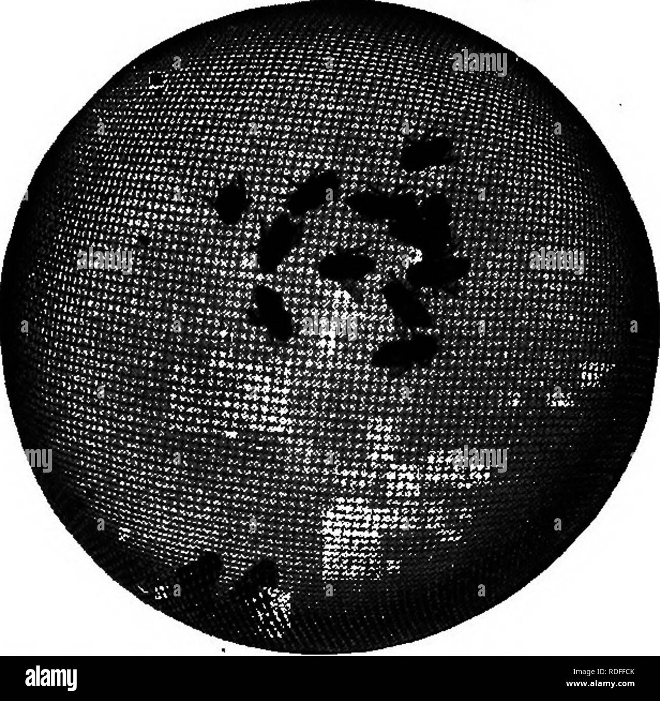 . Le api e la loro relazione con arsenical spray al tempo di fioritura. Le api. Figura:. 2. Gabbia di API utilizzate in laboratorio. Lo sciroppo è stato un 40 per cento soluzione di zucchero di canna. A questa è stato aggiunto solubili di arsenico, sufficiente per dare .000581 grammo per ogni grammo di sciroppo."^ una goccia di questo è stato posto su un pezzo di fondazioni di cera- tion, e tutta la pesata per un decimo di milli- grammo. Questo è stato immediatamente preso dalla bilancia e scivolato sotto la gabbia contenente le api. Molto presto (quasi istantaneamente) un'APE dovrebbe trovare ed essere- gin di alimentazione. La gabbia è stata quindi sollevato un po' dalla scheda e posto a uno Foto Stock