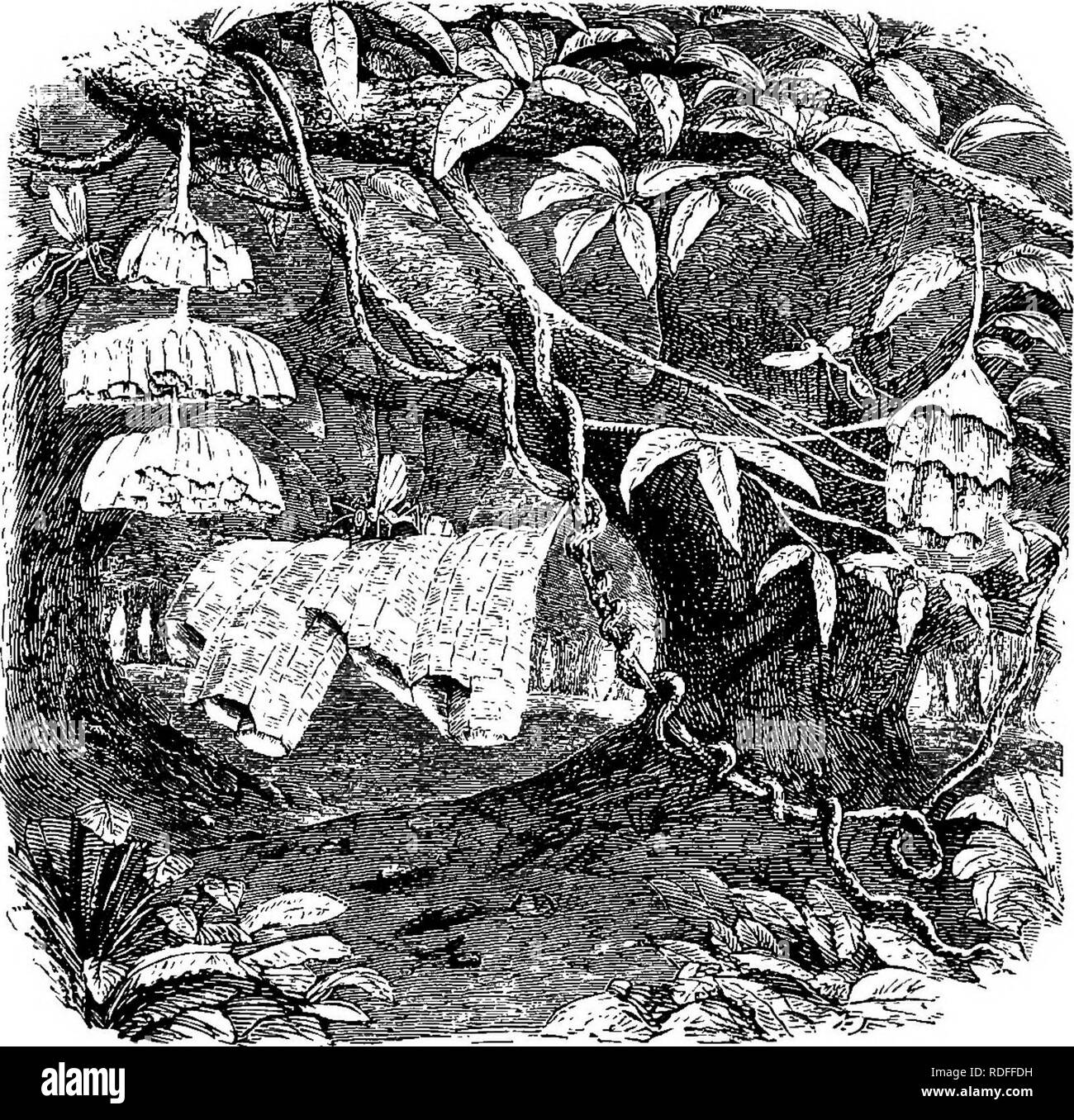 . Case senza mani. : Essendo una descrizione delle abitazioni di animali, classificati secondo il principio di costruzione. Animali. 570 case senza mani. Nella illustrazione accompauying tre più notevole nidi sono date, aU di loro il lavoro di hymenopterous insetti, e aU serve in alcuni degi'ee per illustrare il sistema esagonale della cella-edificio, così comune tra gli imenotteri.. MISCHUCVTI-AKIIS RAPHIOASTEft. Di questi, forse, la figura centrale è la più interessante perché interamente imposta al resto di una questione che viene periodicamente agitato. Esso è costituito da un insetto appartengono Foto Stock