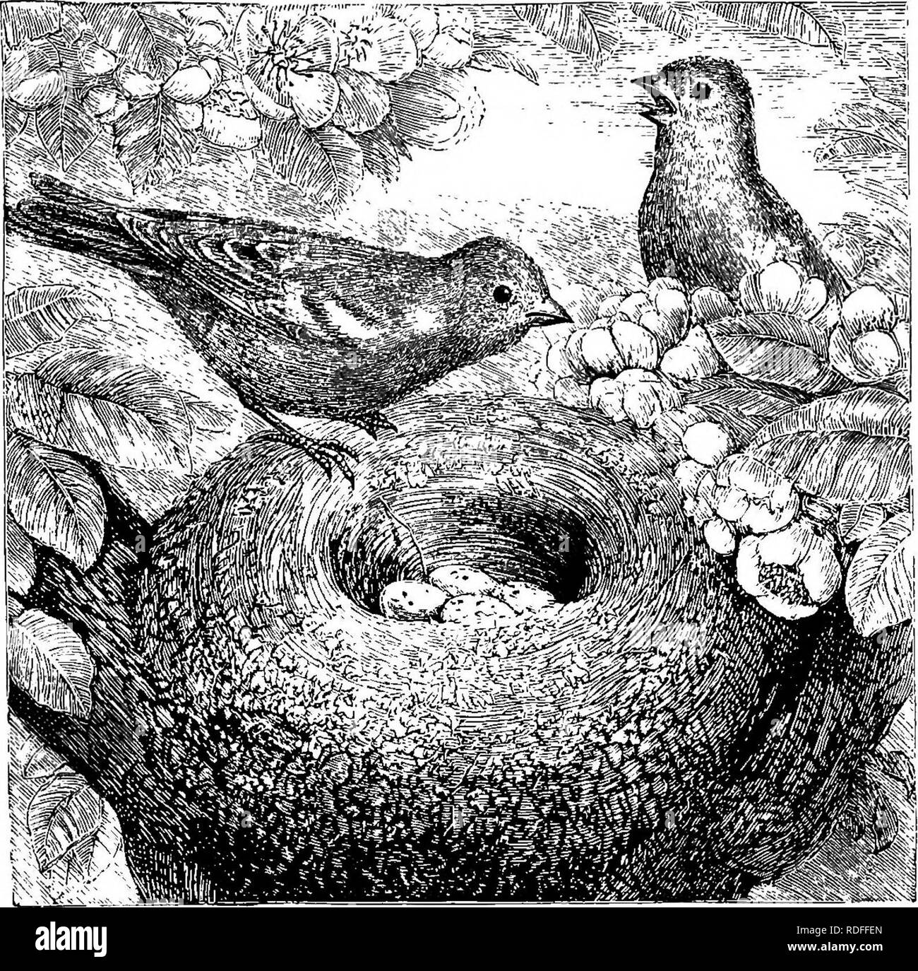 . Case senza mani. : Essendo una descrizione delle abitazioni di animali, classificati secondo il principio di costruzione. Animali. Il fringuello. 527 impedisce di assumere un atteggiamento di questo genere e che la lunga Heron può sedersi quanto più facilmente al momento della sua verde pallido uova come il corto- limbed polli domestici sul suo bianco uova. Alcuni dei nostri comuni uccelli britannica costruire nidi che possono vie, in punto di bellezza e delicatezza, con qualsiasi tipo di nido fatto da uccelli di altre terre. È scarsamente possibile concepire un nido che è più degno di ammirazione rispetto a quella di lungo-tailed cincia, che è già stato d Foto Stock