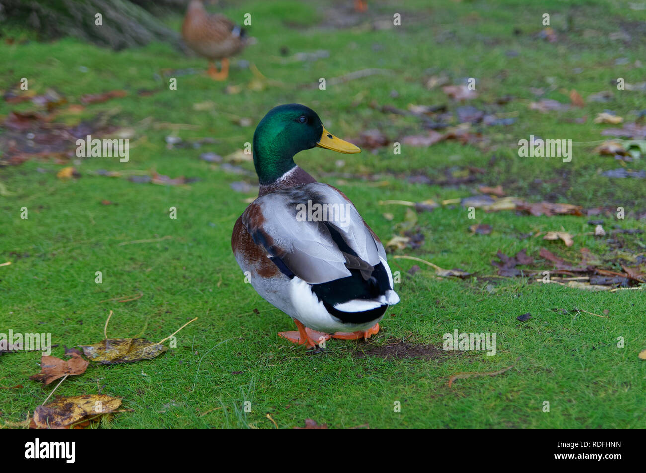 Un germano reale (Anas platyrhynchos) passeggiate in un parco nel sud della Francia. Foto Stock