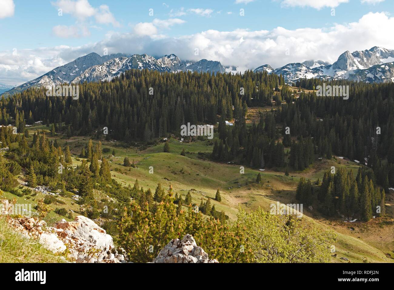 Foreste di montagna nelle montagne del Durmitor, Parco Nazionale del Durmitor, Zabljak Provincia, Montenegro Foto Stock