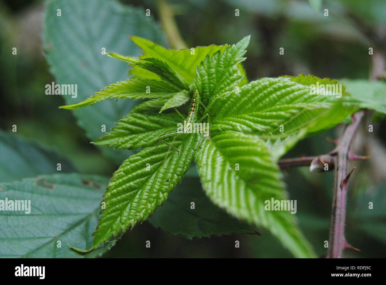 Macro shot di insetto verde su verde foglia Foto Stock