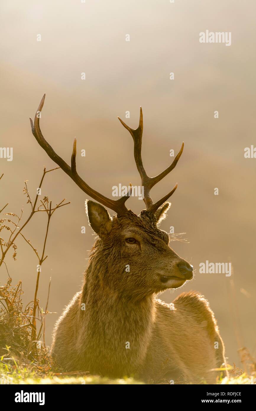 Il cervo (Cervus elaphus) in morbida luce mattutina, Glen Coe, Fort William, Highlands, Scotland, Regno Unito Foto Stock