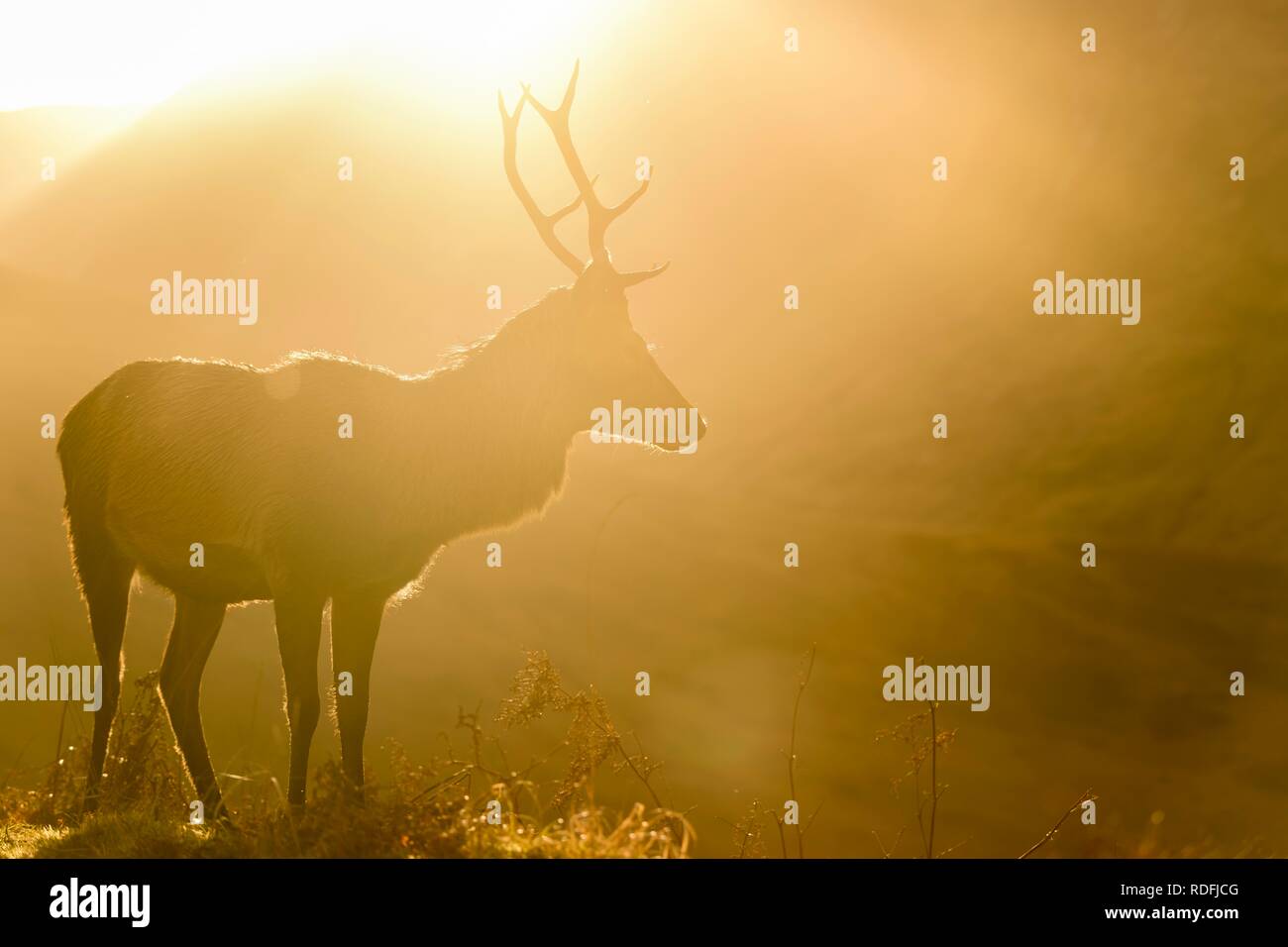 Il cervo (Cervus elaphus) in morbida luce mattutina, Glen Coe, Fort William, Highlands, Scotland, Regno Unito Foto Stock