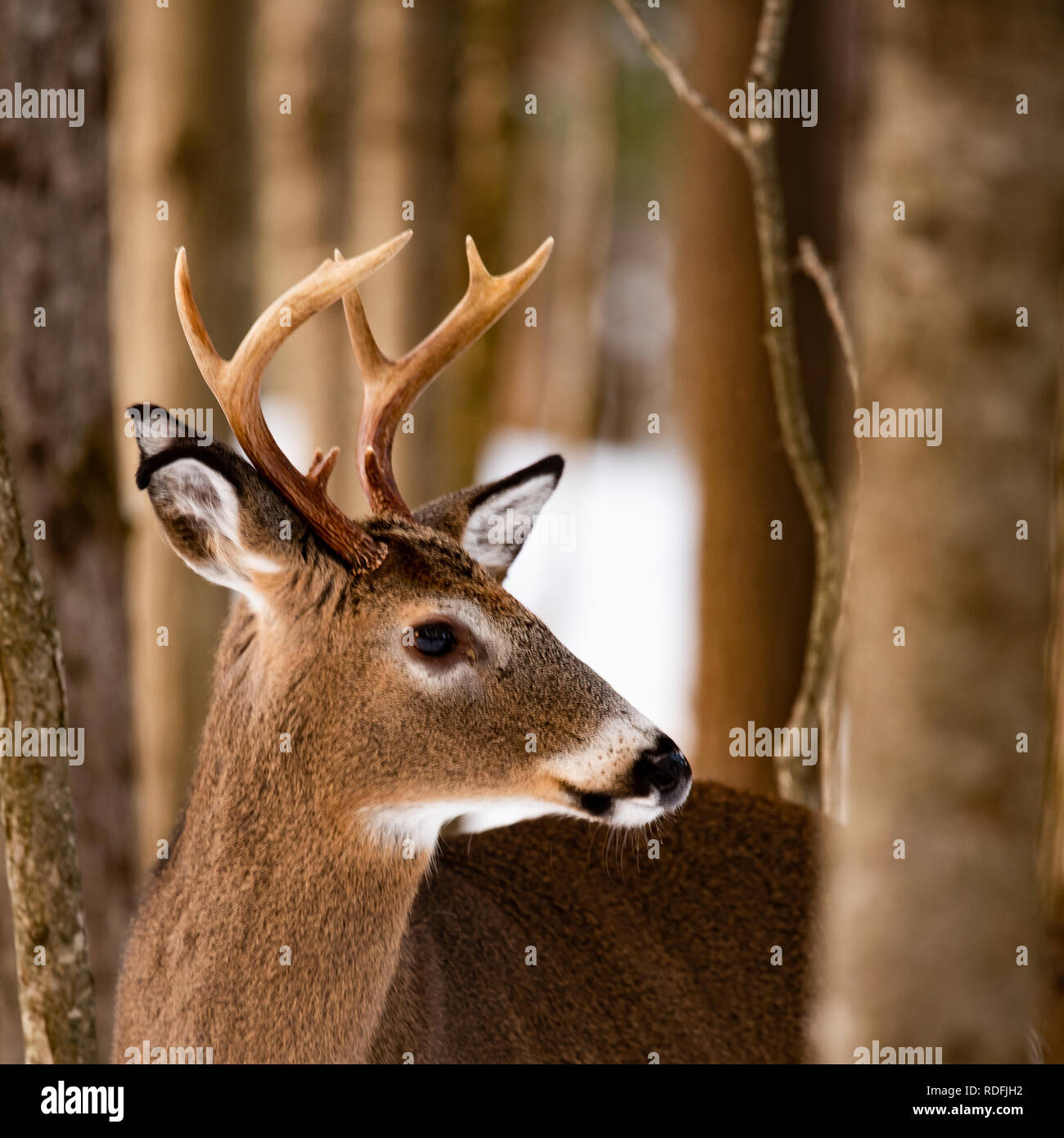 Un fantomatico trofeo culbianco deer buck nascosti nella foresta nelle Montagne Adirondack wilderness. Foto Stock