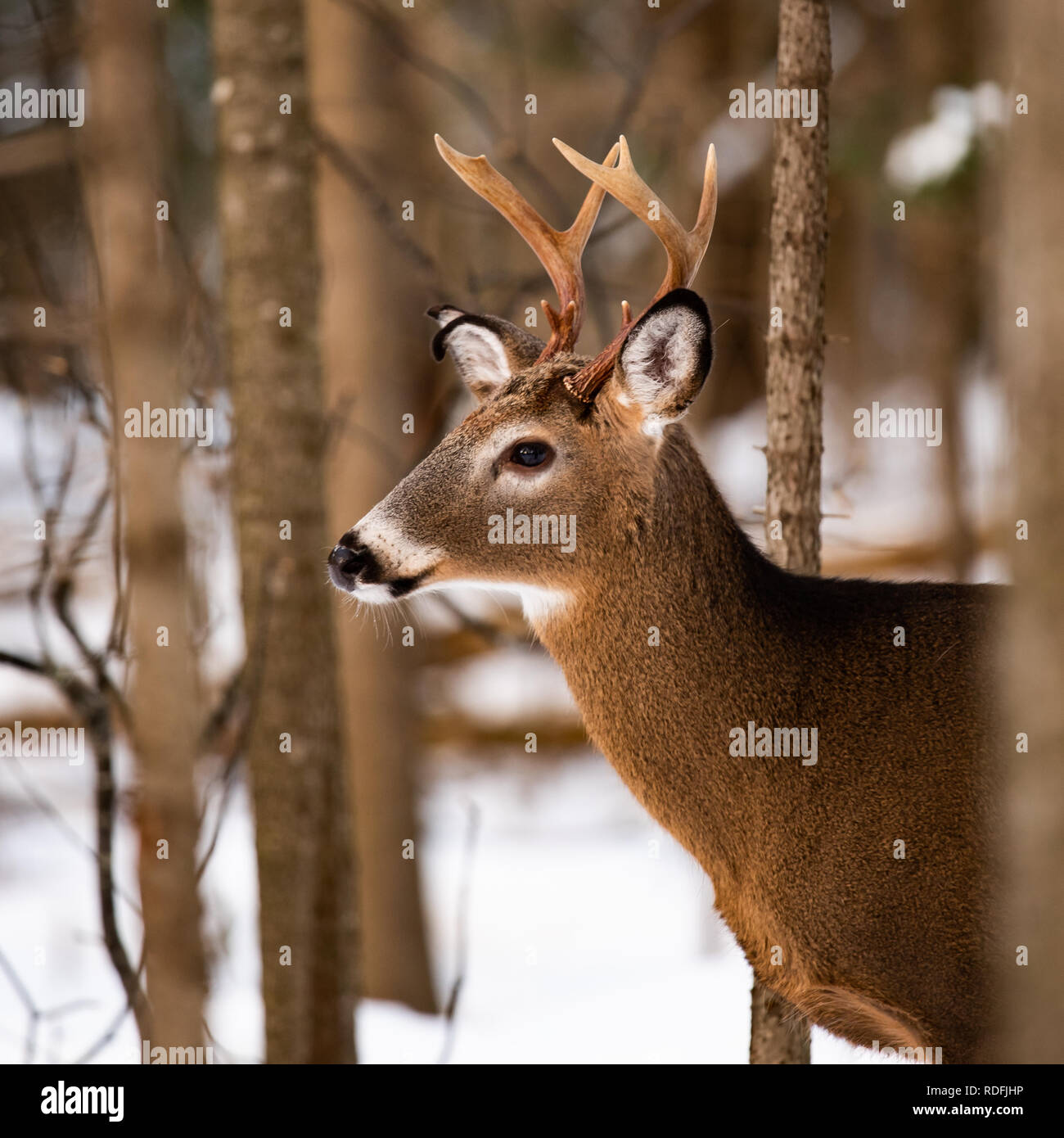 Un fantomatico trofeo culbianco deer buck nascosti nella foresta nelle Montagne Adirondack wilderness. Foto Stock