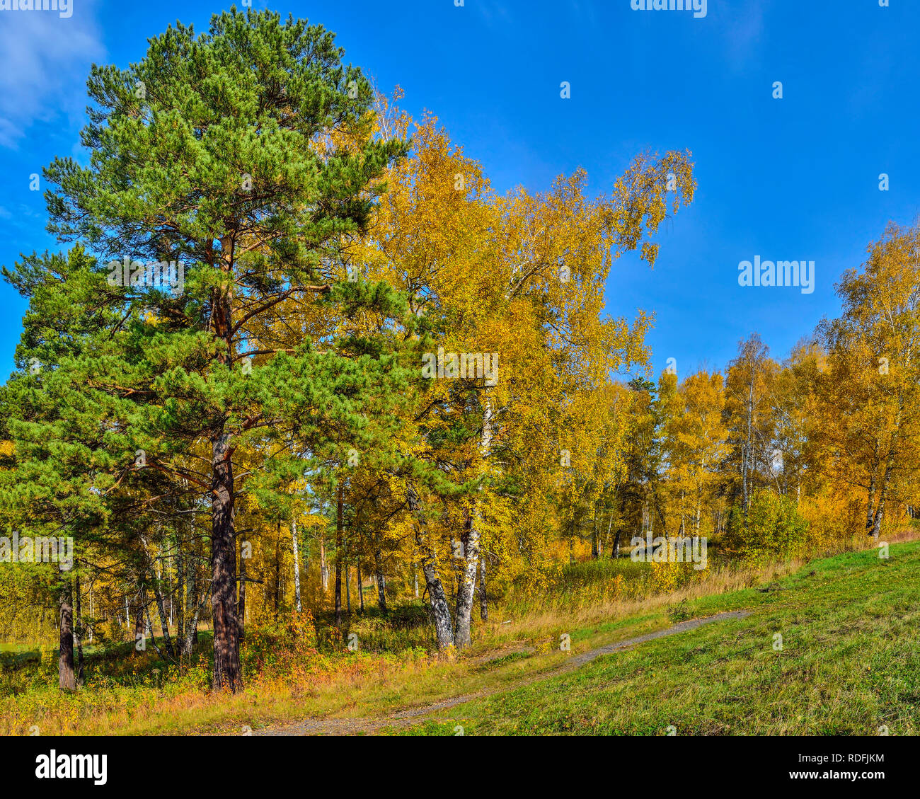 Bellissimo paesaggio romantico con foglie d'oro di betulla e verde di pini nella foresta di autunno sulla collina - caduta brillante background a caldo e soleggiato ECCETTO PONTI Foto Stock