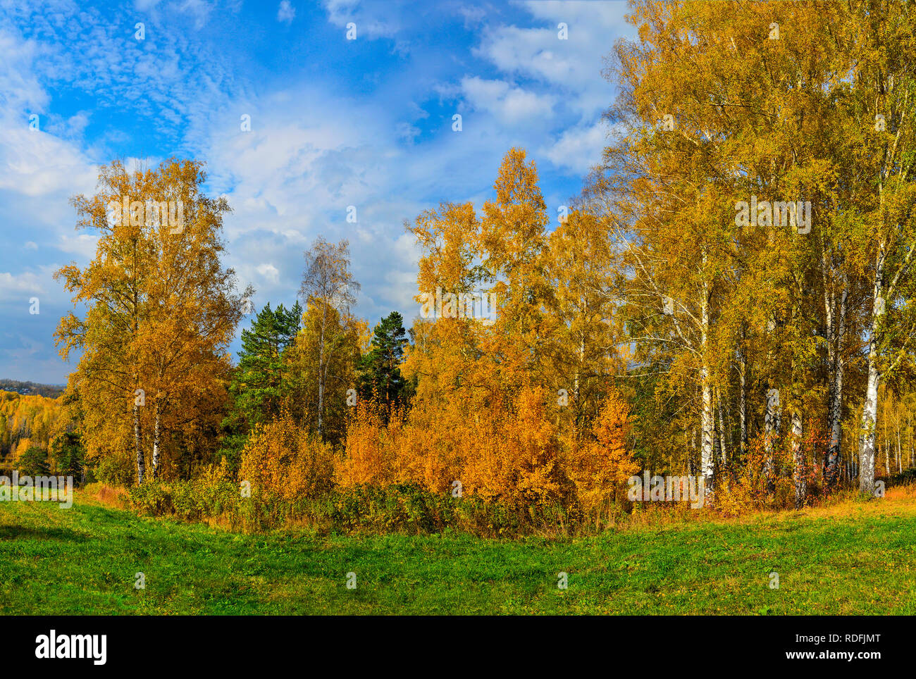 Bellissimo paesaggio romantico con foglie d'oro di betulla e verde di pini nella foresta di autunno sulla collina - caduta brillante background a caldo e soleggiato ECCETTO PONTI Foto Stock