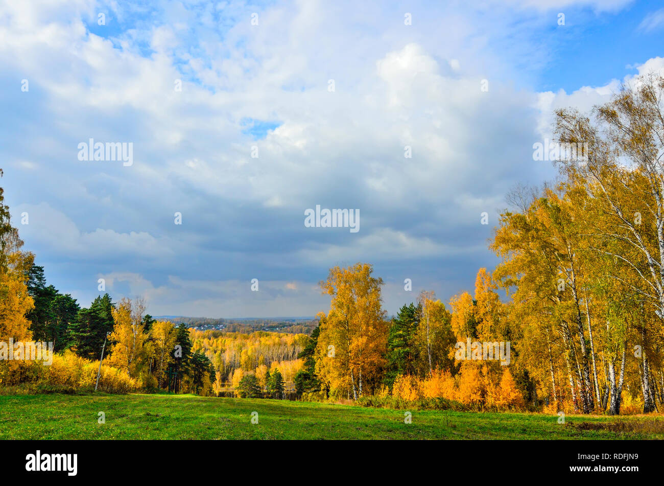 Bellissimo paesaggio romantico con golden di betulle e pini verde in autunno la foresta - caduta brillante background a caldo settembre giornata con cielo blu e Foto Stock