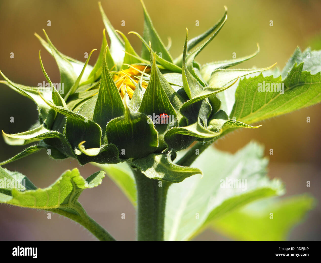 Red Ladybug sul girasole alla Biblioteca di Huntington, CA Foto Stock
