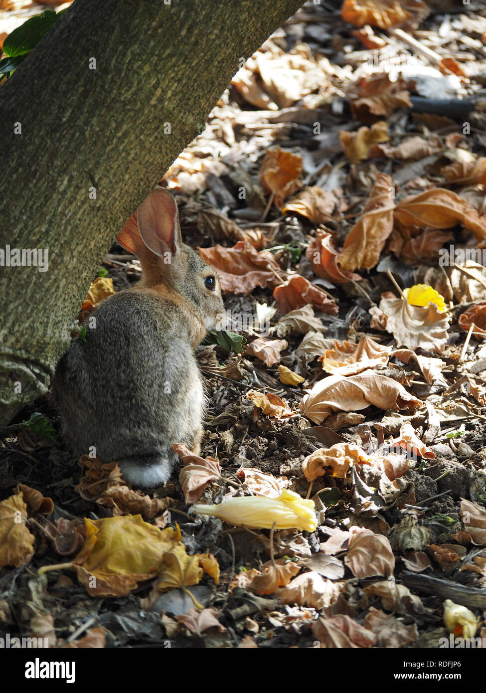 Brown bunny coniglio seduto accanto a un albero in un mucchio di foglie di autunno Foto Stock