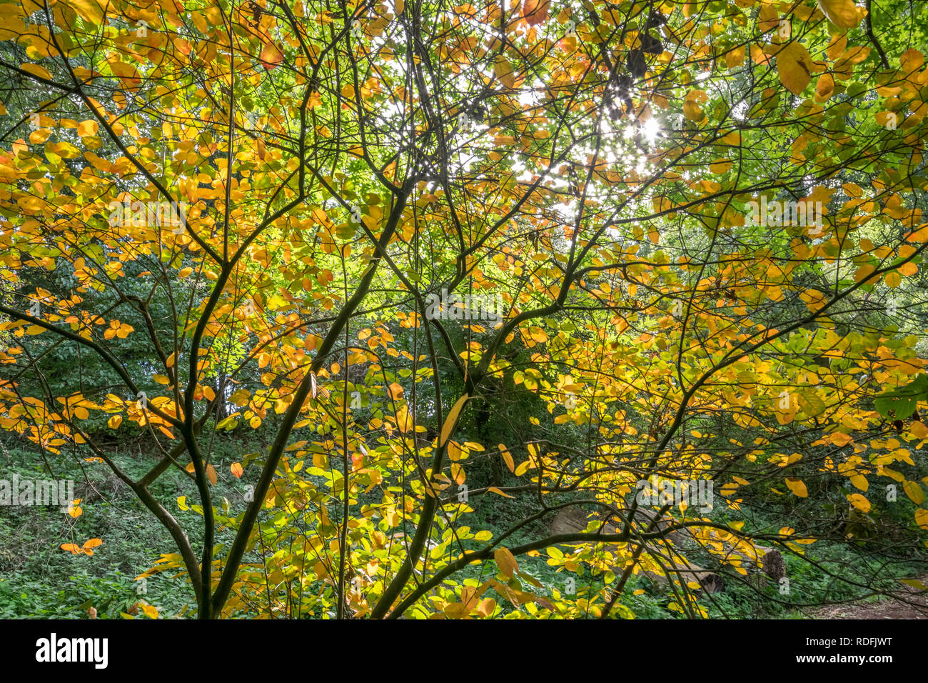 Autunno in un parco della città. Foglie colorate nella luce del sole. Bellissima scena naturale nella stagione autunnale. Foto Stock