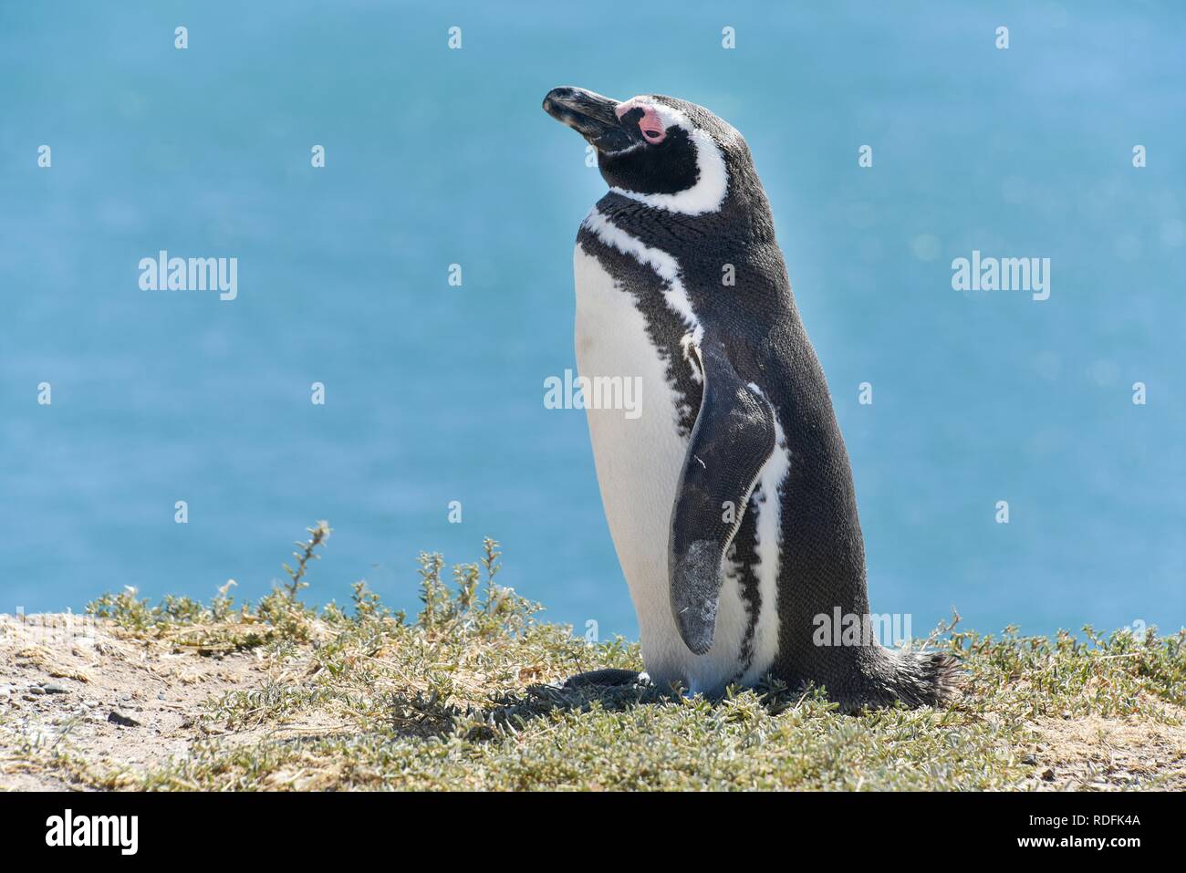 Magellanic penguin (Spheniscus magellanicus), colonia di pinguini di Punta Tombo vicino Pininsula Valdez, Patagonia, East Coast Foto Stock