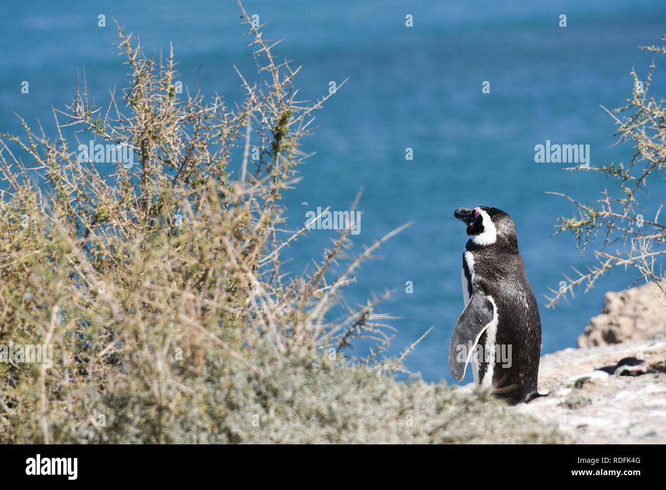 Magellanic penguin (Spheniscus magellanicus), colonia di pinguini di Punta Tombo vicino Pininsula Valdez, Patagonia, East Coast Foto Stock