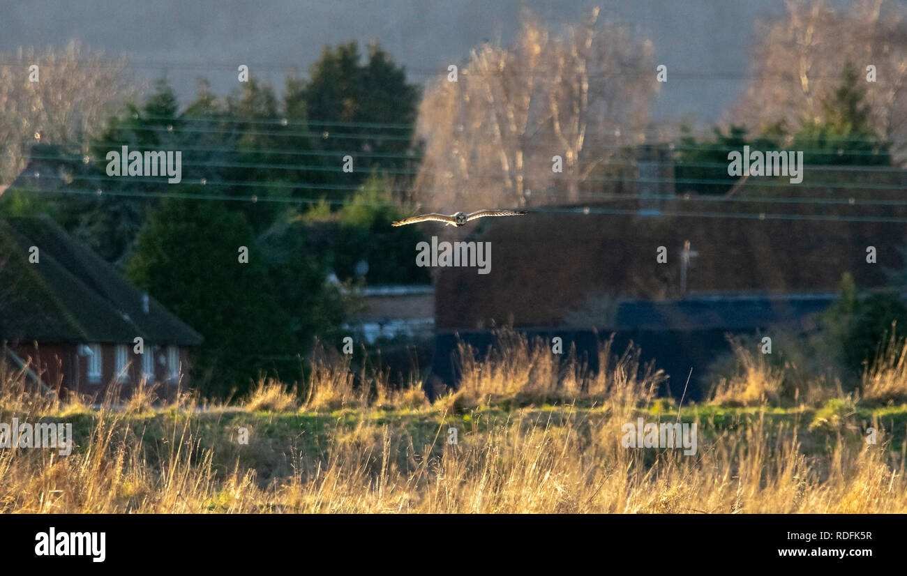 Breve Eared Owl durante l ora d'oro Foto Stock