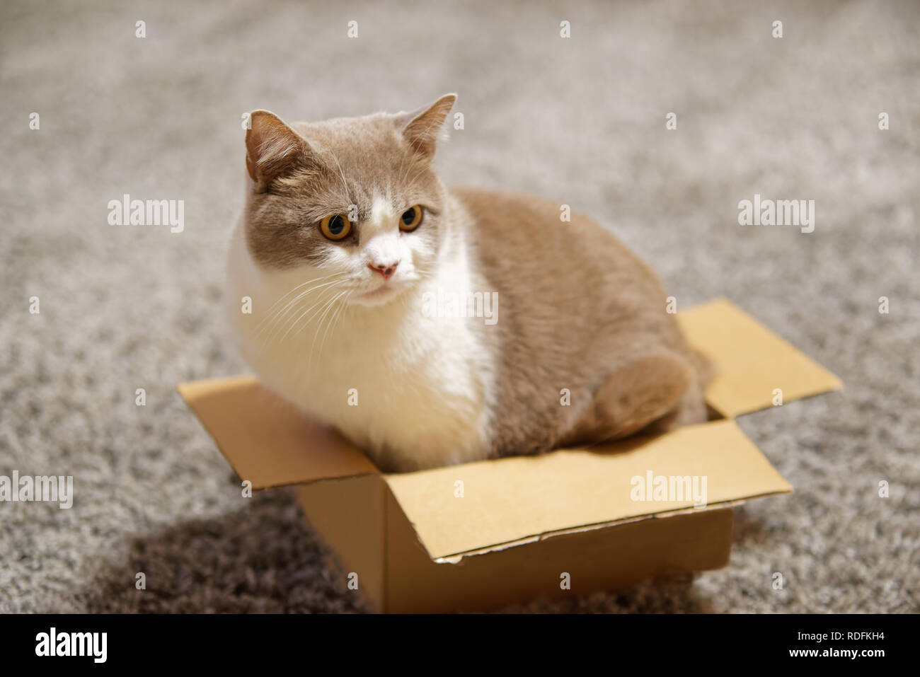 Vista laterale di un gatto in seduta troppo piccole scatole di cartone e guardando al lato Foto Stock
