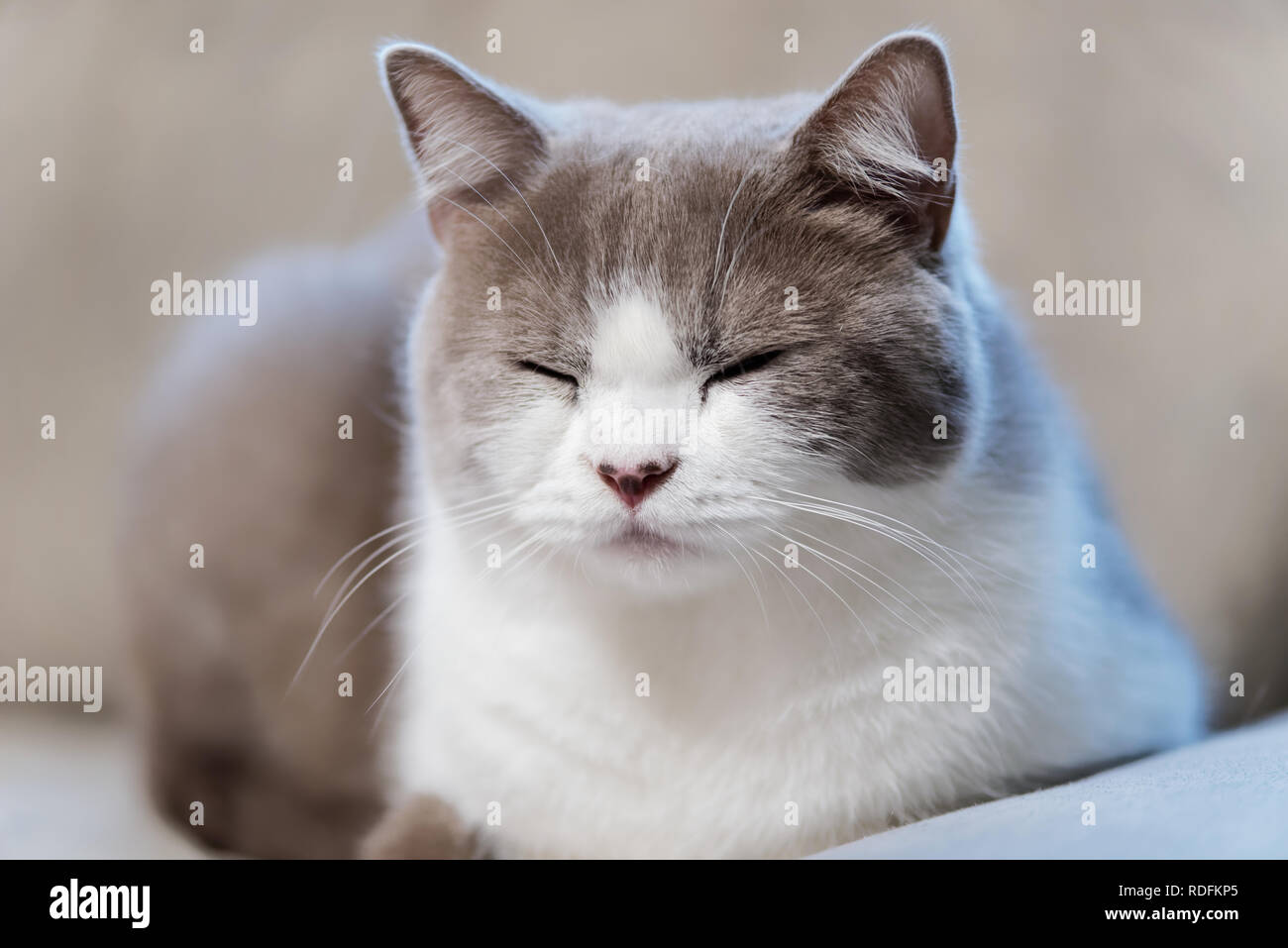 Close-up di un gatto pelo Foto Stock