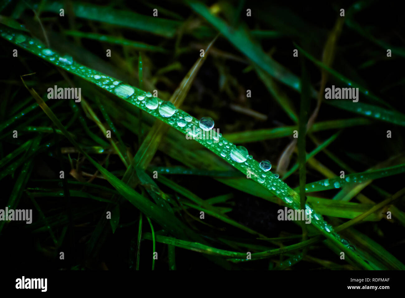 Immagine di erba scuro su un prato con gocce di rugiada. Erba dopo la pioggia. Foto Stock