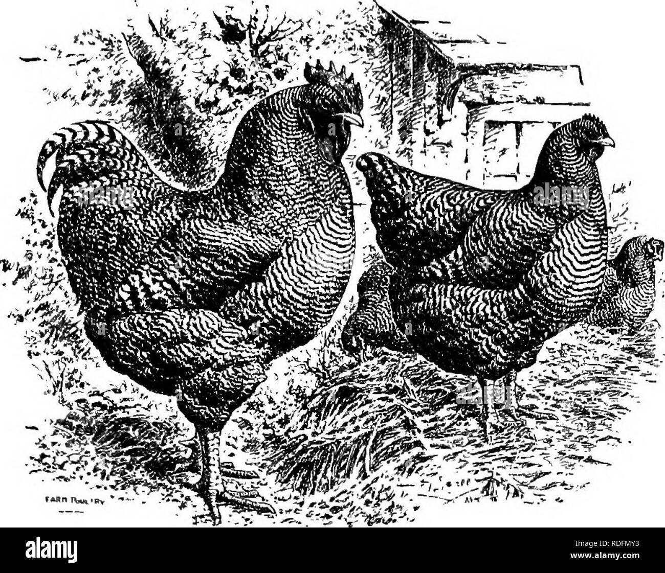 . Il pollame-craft. Un libro di testo per custodi di pollame ... Il pollame. PO UL TR r- CRAFT. 65. Bloccate la Plymouth Rooks.-la Fig. 47.-terra colore del piumaggio varia dal bianco grigiastro pallido ashen blu. Nel miglior colorato speci- mens le barre parallele che attraversa ciascuna giù eseguire dalla cappa di piombo blu in luce colorato di nero blu in dark speci- mens. In uccelli che non riescono a colori al bar- ring è solitamente indis- tinct ; le barre scure mostrano talvolta rosso ruggine o marrone, alcuni- volte riflessi verdognoli. Giallo trasparente gambe e rostri sono comuni in Fig. 47. Bloccate le Pietre di Plymouth. jj^^ ^^^jgg^ ^Ut non in femmine che oft Foto Stock