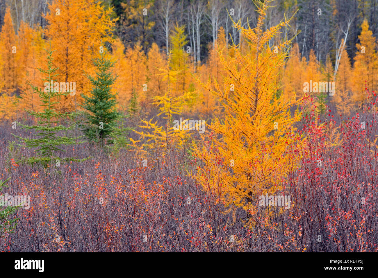 In autunno il larice e la betulla nana, Hwy 3 vicino al grande Lago di slave, Northwest Territories, Canada Foto Stock