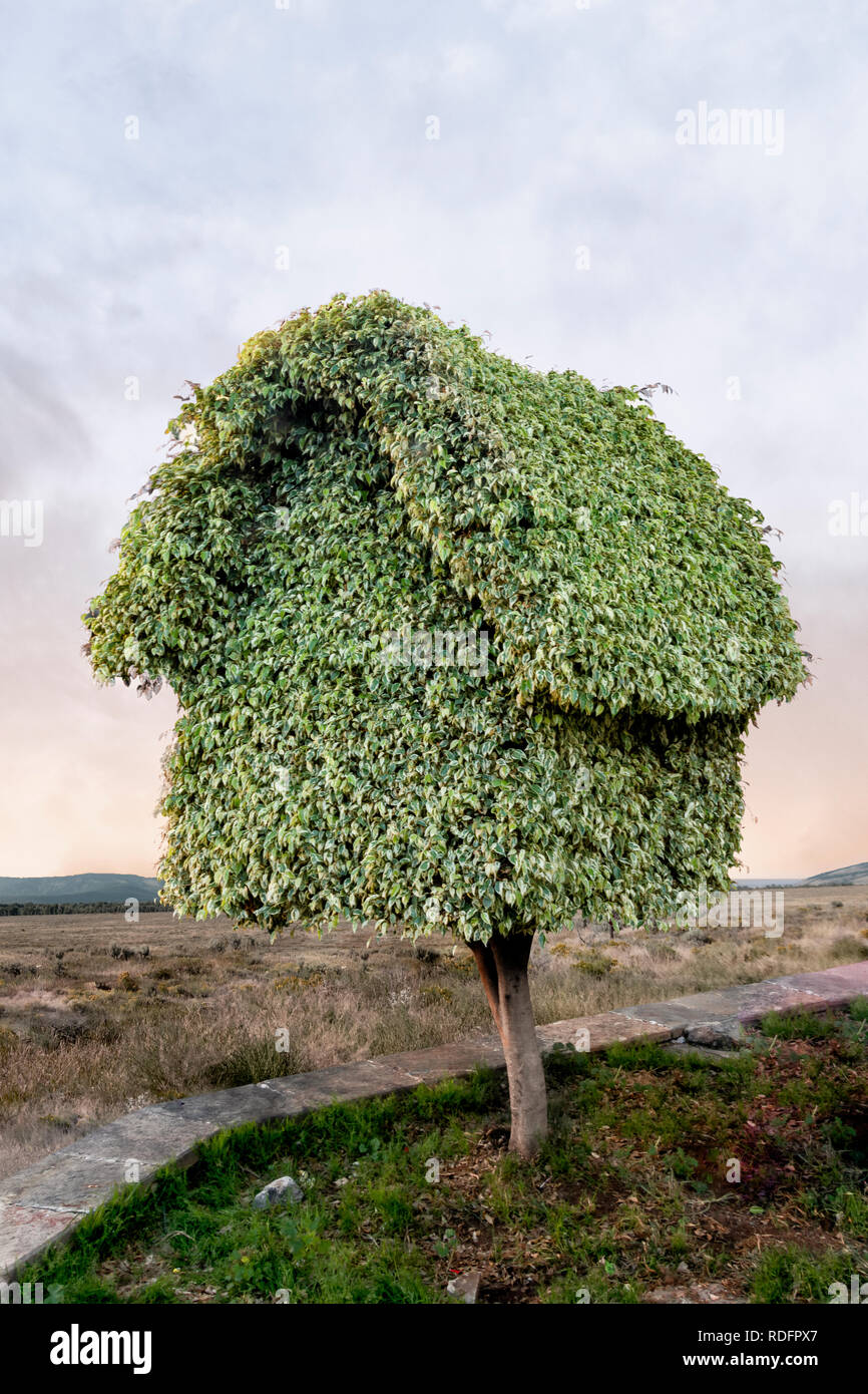 Topiaria da nella forma di una casa Foto Stock