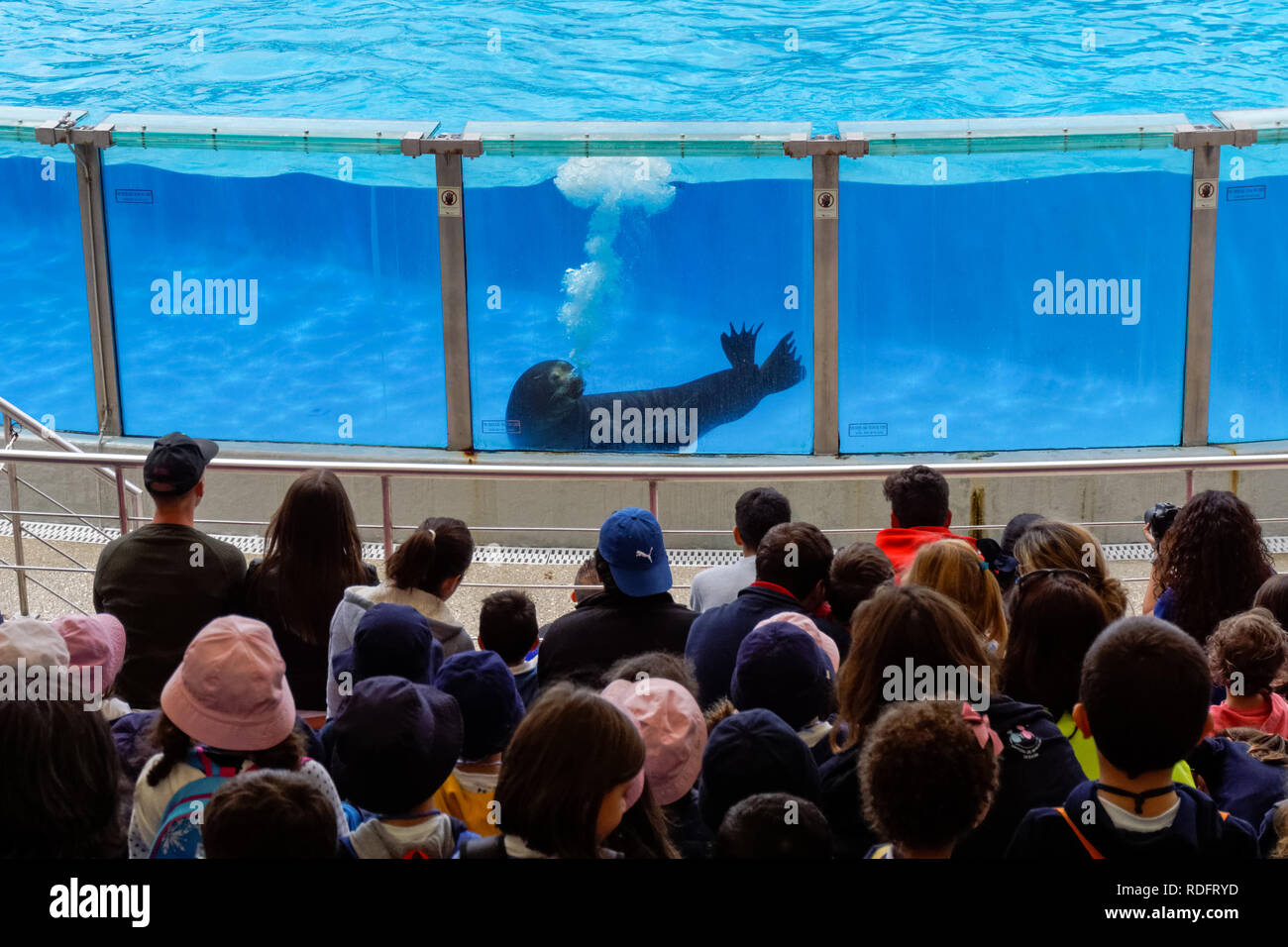 Ai visitatori la visione di Sea Lion in zoo di Lisbona, Portogallo Foto Stock