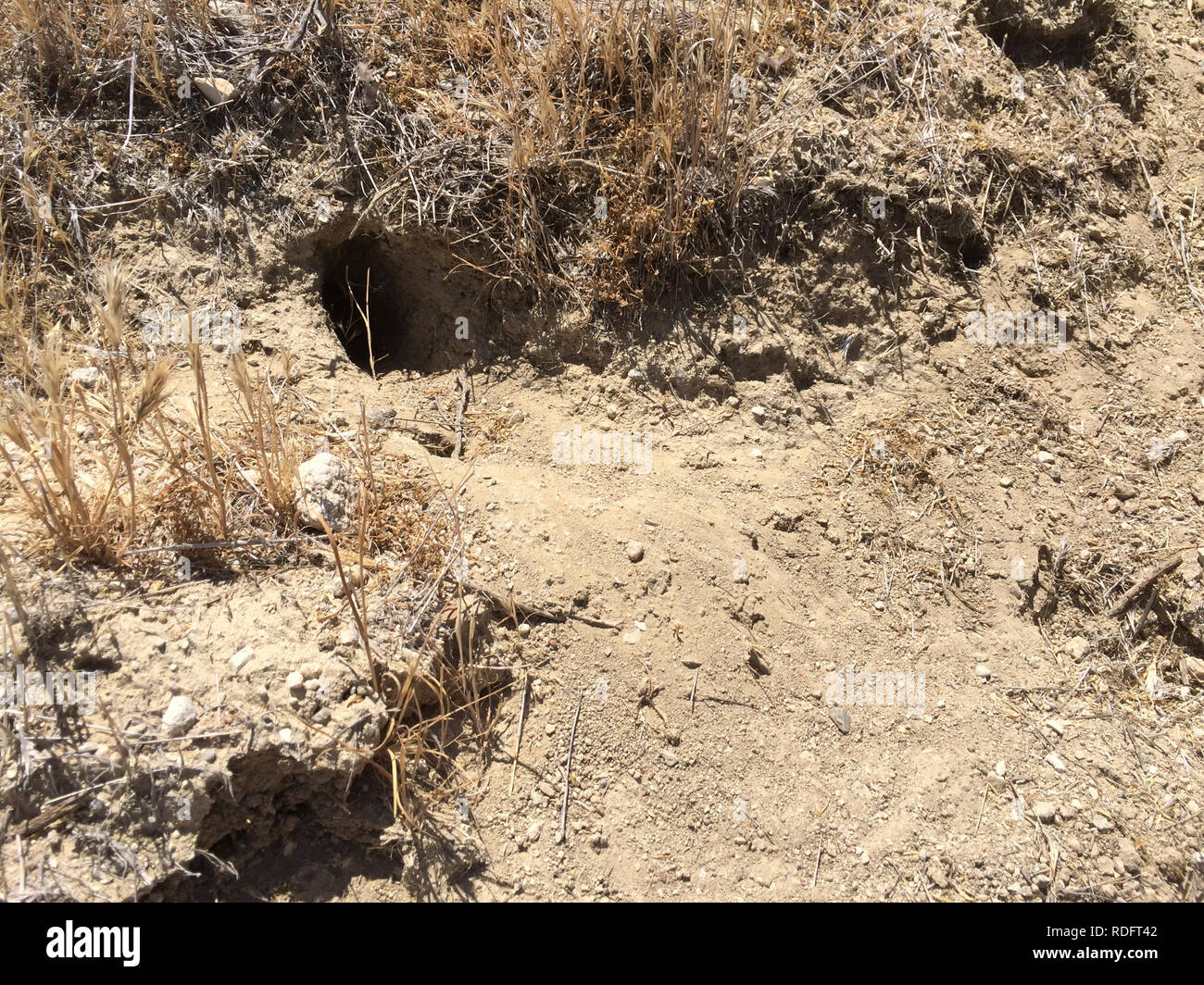 Giant ratto canguro (Dipodomys ingens) prendere in prestito i fori sul secco Carrizo plain praterie - California USA Foto Stock
