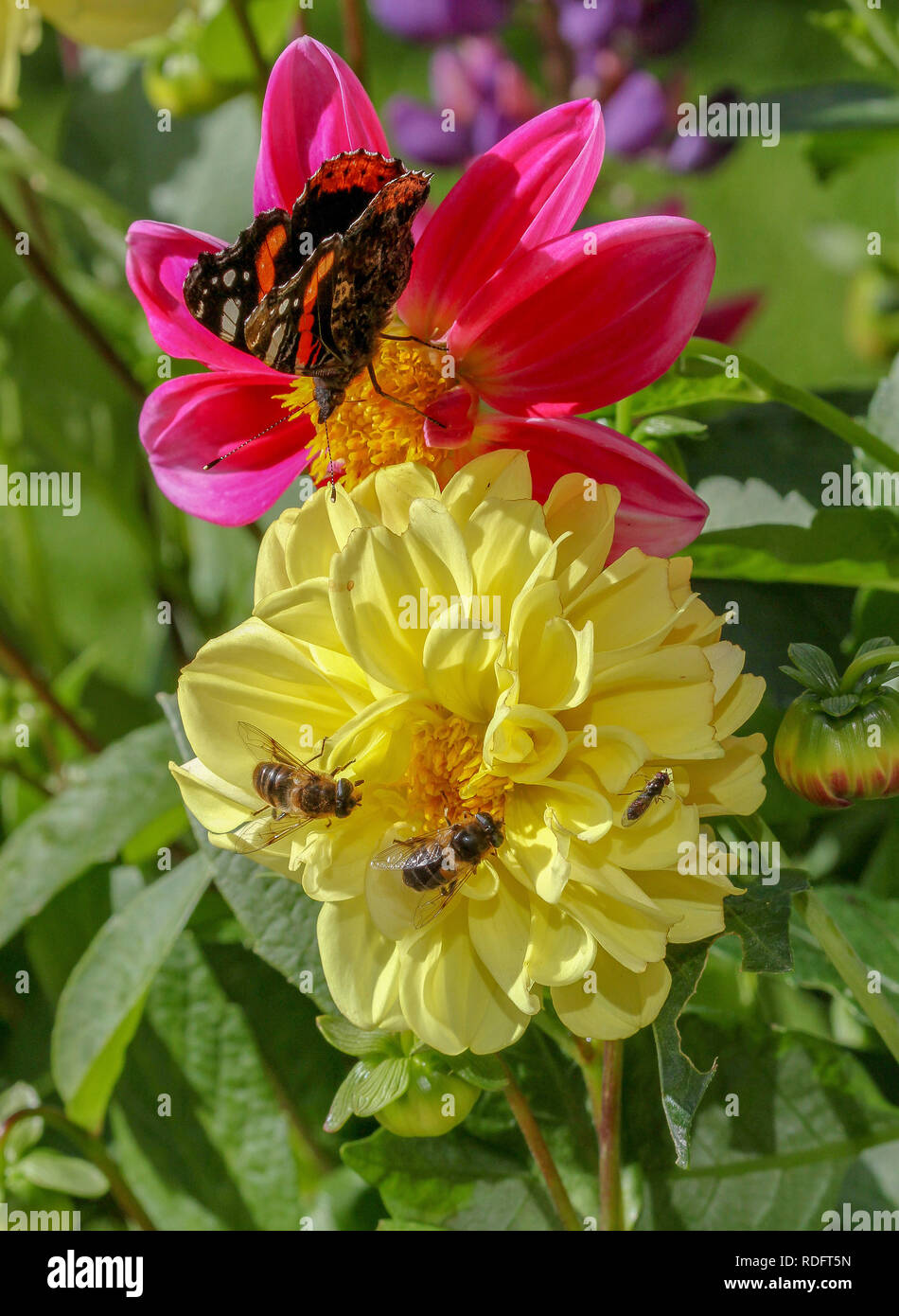 Regno Unito giardino farfalle e insetti sulle dalie Foto Stock