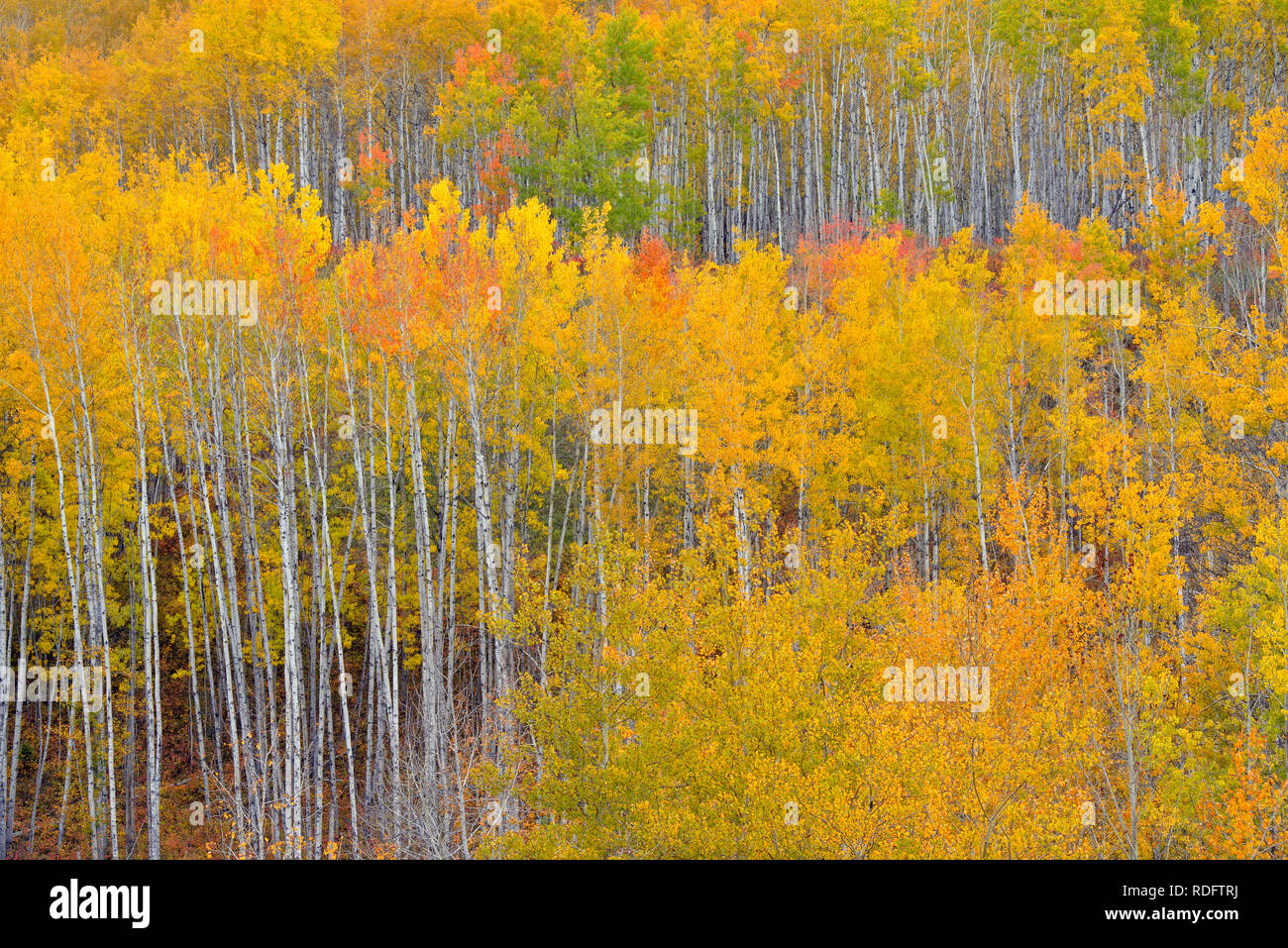 Autunno aspens nel Geikie River Valley, Manning, Alberta, Canada Foto Stock