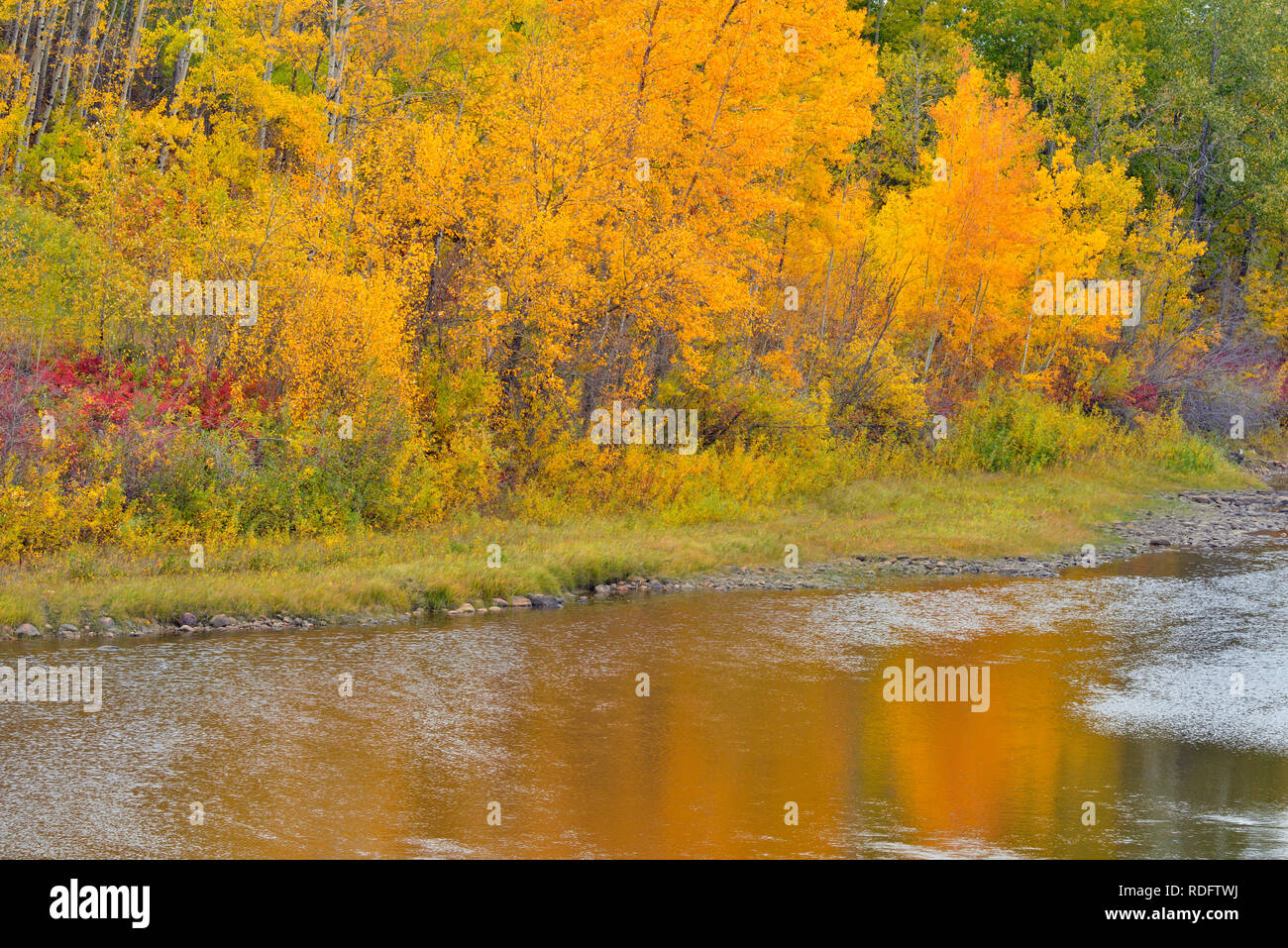 Colore di autunno si riflette nel fiume Notikewin, Manning, Alberta, Canada Foto Stock