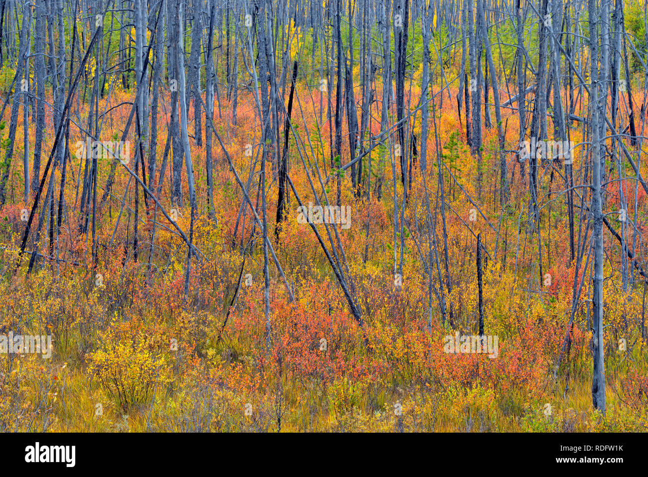 Colore di autunno in una vecchia foresta zona incendio, vicino al lago di slave, Alberta, Canada Foto Stock