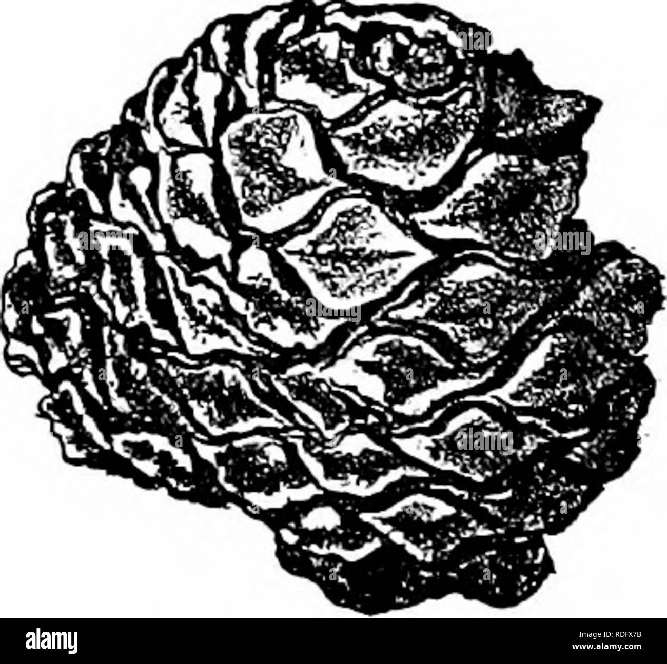 . Catalogo del Mesozoico piante nel Dipartimento di Geologia, British Museum (storia naturale) [Parte III-IV] Giurassico flora. Paleobotanica; Paleobotanica. 136 AEATTCAEITES. Araucaria, come rappresentato dalla Araucaria exceha, A. Cookii tra specie di recente. 52,840. PI. XIII. Fig. 1. Parte di un cono visto da vicino alla estremità prossimale della bilancia. La cavità nel le scale erano originariamente occupata dai semi. Le scale sono essi stessi circa I'6 cm. ampia all'estremità più ampia, ma le loro facce distali non sono esposte nel campione ; essi sono alati e sono molto simili a quelli di Araucarites sphc Foto Stock