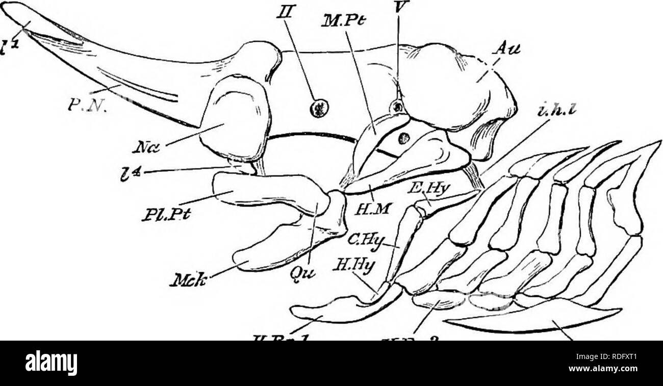 . Elementi di anatomia comparata dei vertebrati. Anatomia di confronto. Il cranio 75 fortemente sporgenti regioni uditiva. Cartilagini labiali sono presenti in connessione con le labbra, narici, e le ganasce (Figg. 55, 56 e 57). Il palatoquadrate è di solito solo uniti a base cranii da legamenti, ma nell'Chimseroids (Fig. 57) diventa immobilmente fuse con esso, da dove il loro nome di Holocephali. Negli squali ^nd raggi il palatoquadrate non è direttamente uniti al cranio, ma è sospeso dalla hyomandibular (p. 70, Figg. 55 e 56). In questo caso il cranio può essere descritto un Foto Stock
