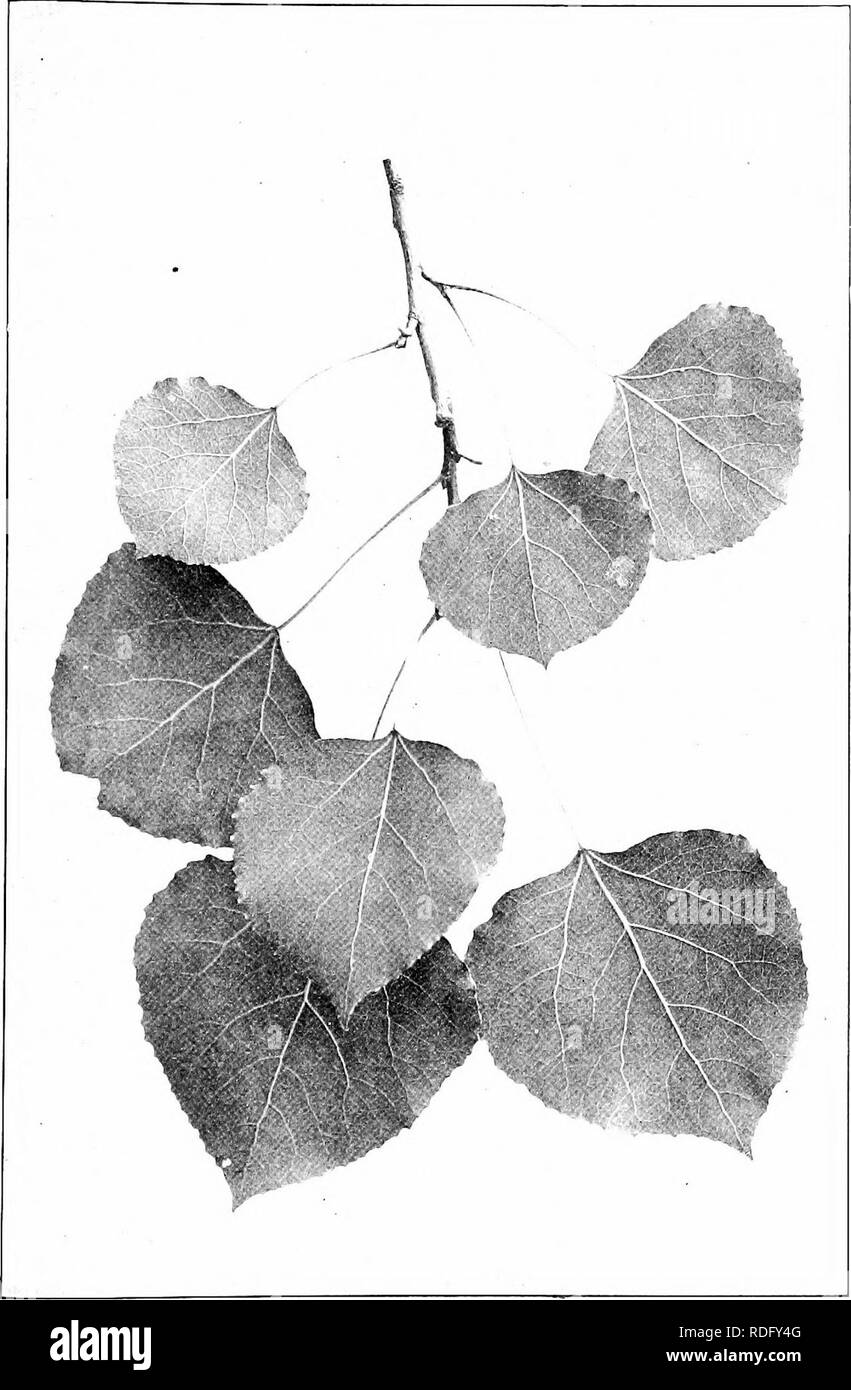 . I nostri alberi nativi e di come identificarli; un famoso studio delle loro abitudini e le loro peculiarità. Alberi. ASPEN. Aspen, Populus tremuloides. Lascia i1/,' per 2' lone-.. Si prega di notare che queste immagini vengono estratte dalla pagina sottoposta a scansione di immagini che possono essere state migliorate digitalmente per la leggibilità - Colorazione e aspetto di queste illustrazioni potrebbero non perfettamente assomigliano al lavoro originale. Keeler, Harriet L. (Harriet Louise), 1846-1921. New York, C. Scribner i figli Foto Stock