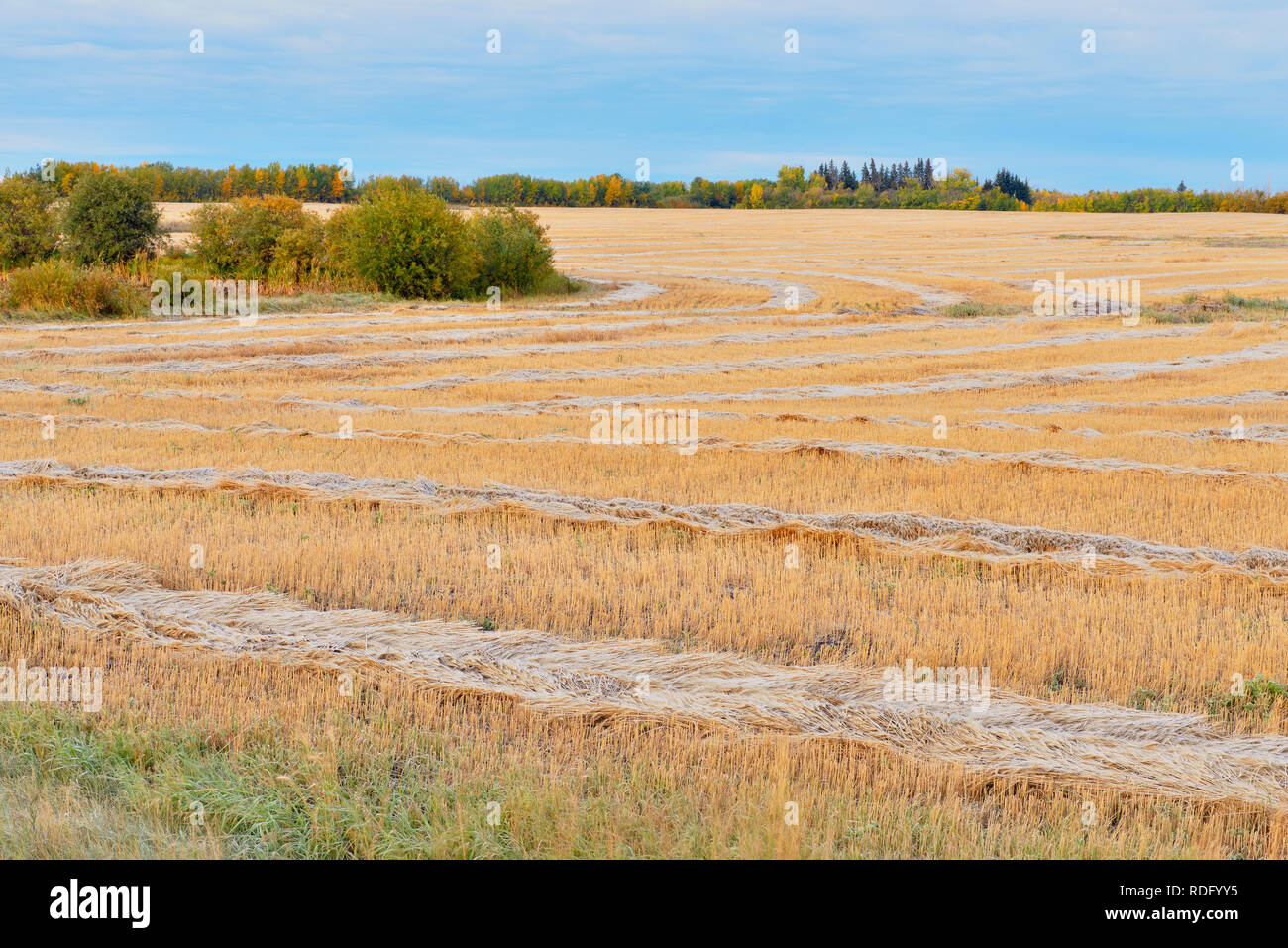Righe di grano falciato con gelo, Waskatenau, Alberta, Canada Foto Stock