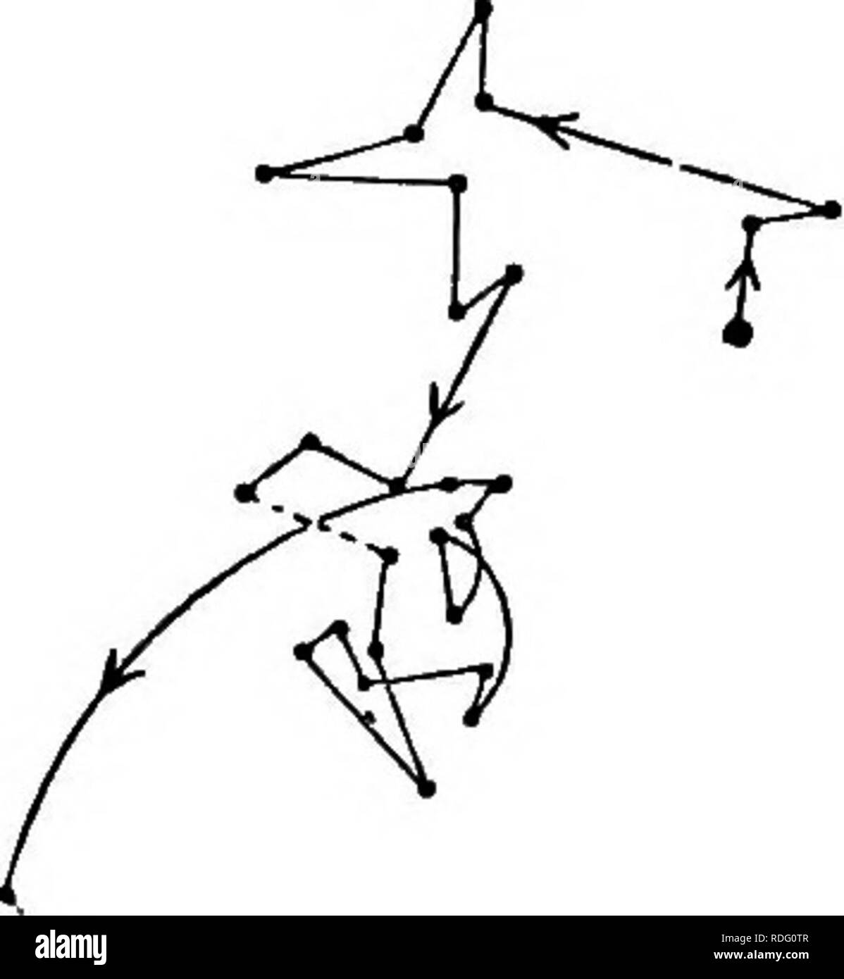 . Il potere di movimento nelle piante . Piante; Botanica. 06 CIECUMNUTATION di piantine. Craf. L Fig. 42. Questa era in parti diritte e in parti decisamente a zig-zag, indicando circumnutation. Il giorno seguente le altre riprese secondario è stato osservato; è stato un po' più avanzata in età, per la parte superiore, invece di dipendere verticalmente verso il basso, si fermarono in corrispondenza di un angolo di 45° al di sopra dell'orizzonte. La punta del germoglio pro- jected obliquamente "4 di pollice al di sopra del suolo, ma la stretta delle nostre osservazioni, che durò 47 h., era cresciuto, principalmente verso la sua base, per una altezza di '85' di pollice Foto Stock