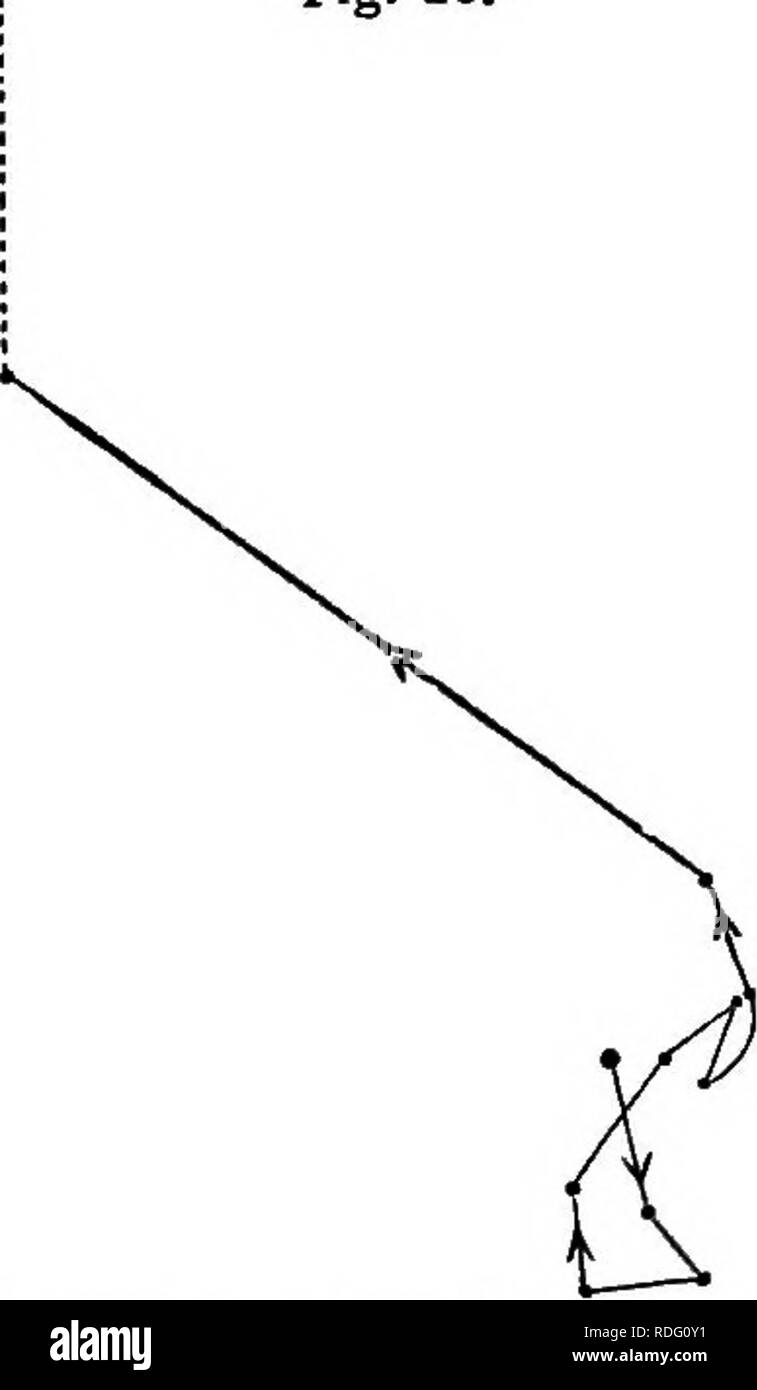 . Il potere di movimento nelle piante . Piante; Botanica. Cap. 1. TKOP^OLUM. 27 Fig. 16. verticalmente e che è in contatto ravvicinato. Questo verso l'alto sposta- mento differisce da uno dei grandi rapaci diurni oscillazioni sopra descritto solo dalla posizione siano permanenti durante la notte e dalla sua periodicità, come si comincia sempre a tarda sera. Tropseolum meno (?) (var. Tom Thumb) (TropaeolesB).-i cotiledoni sono ipogee, o non salgono mai al di sopra del suolo. Rimuovendo il terreno un epicotyl sepolto o plumule è stata trovata, con la sua cima bruscamente arcuato verso il basso- reparti, come l'ipocotile arcuata del cavolo p Foto Stock