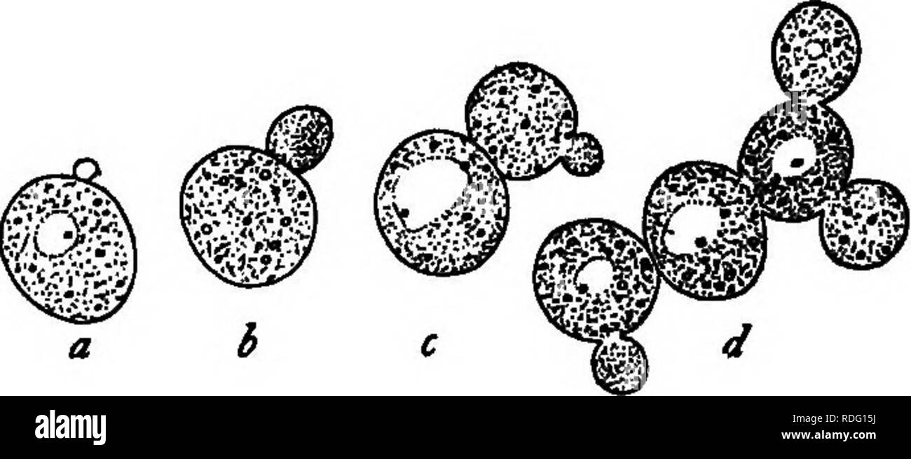 . Batteri, lieviti e muffe in casa. Batteriologia; funghi lievito; stampi (funghi). Struttura di lieviti 79 di dimensione fino a quando infine può essere grande come l'impianto originale (Fig- 33" ^)- da di solito questo tempo se la crescita è il vigore- unità organizzative, ci può essere apparso un secondo bocciolo. Questi ultimi talvolta nasce dal lato della prima cella e alcuni- volte dal lato del primo bud, dando un aspetto come è mostrato in Fig. 33, c. Questa continua in erba, i germogli piccoli che appaiono uno dopo l'altro, fino a quando non ci sono prodotti di forma irregolare, gruppi come quelli mostrati in Fig- 33) ^- per considerare Foto Stock