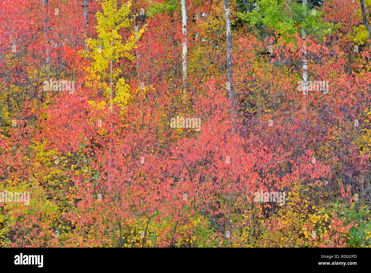 Colore di autunno in un bosco di pioppi, Elk Island National Park, Alberta, Canada Foto Stock
